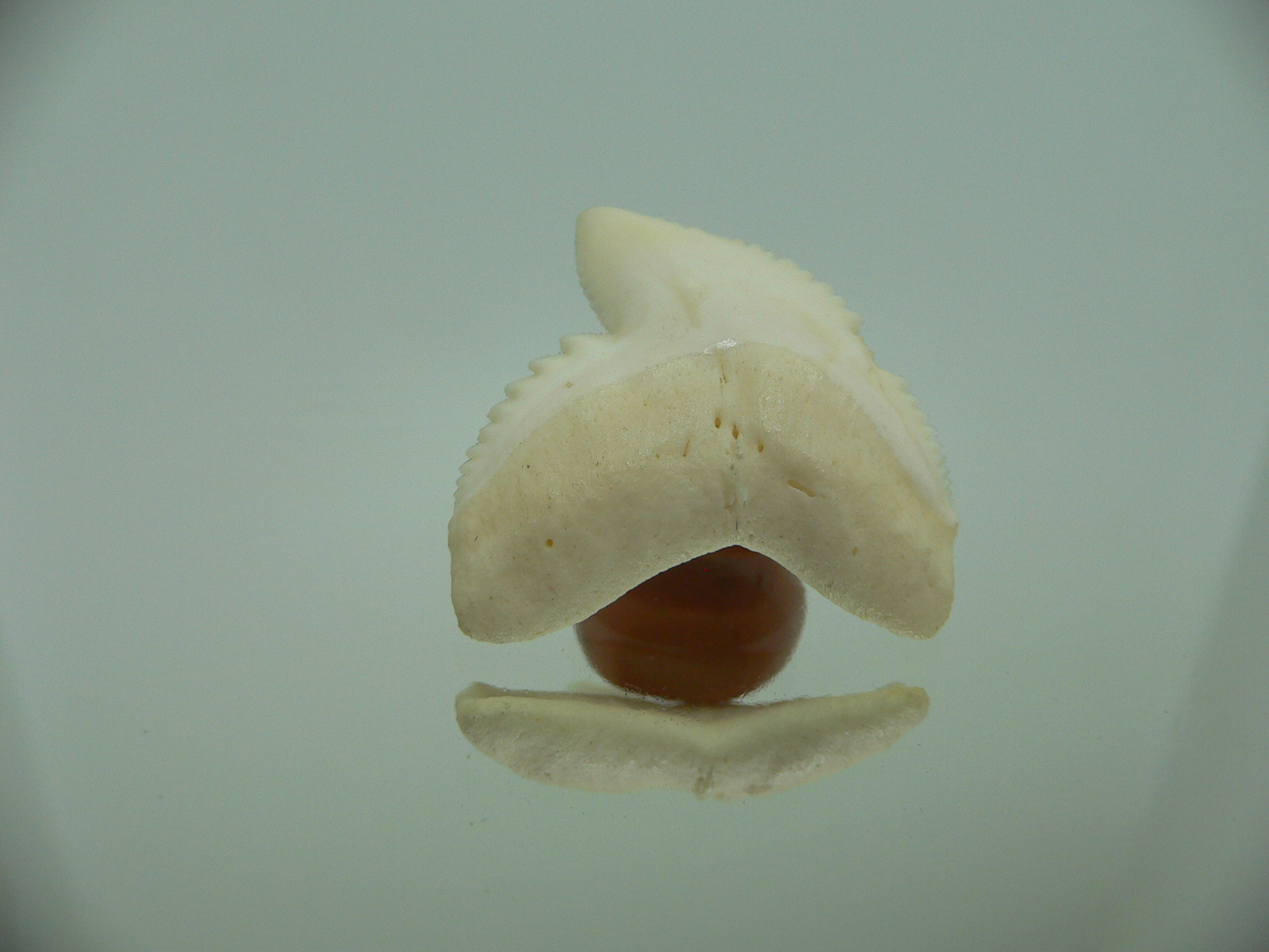 Galeocerdo cuvier Зуб ТИГРОВОЙ акулы