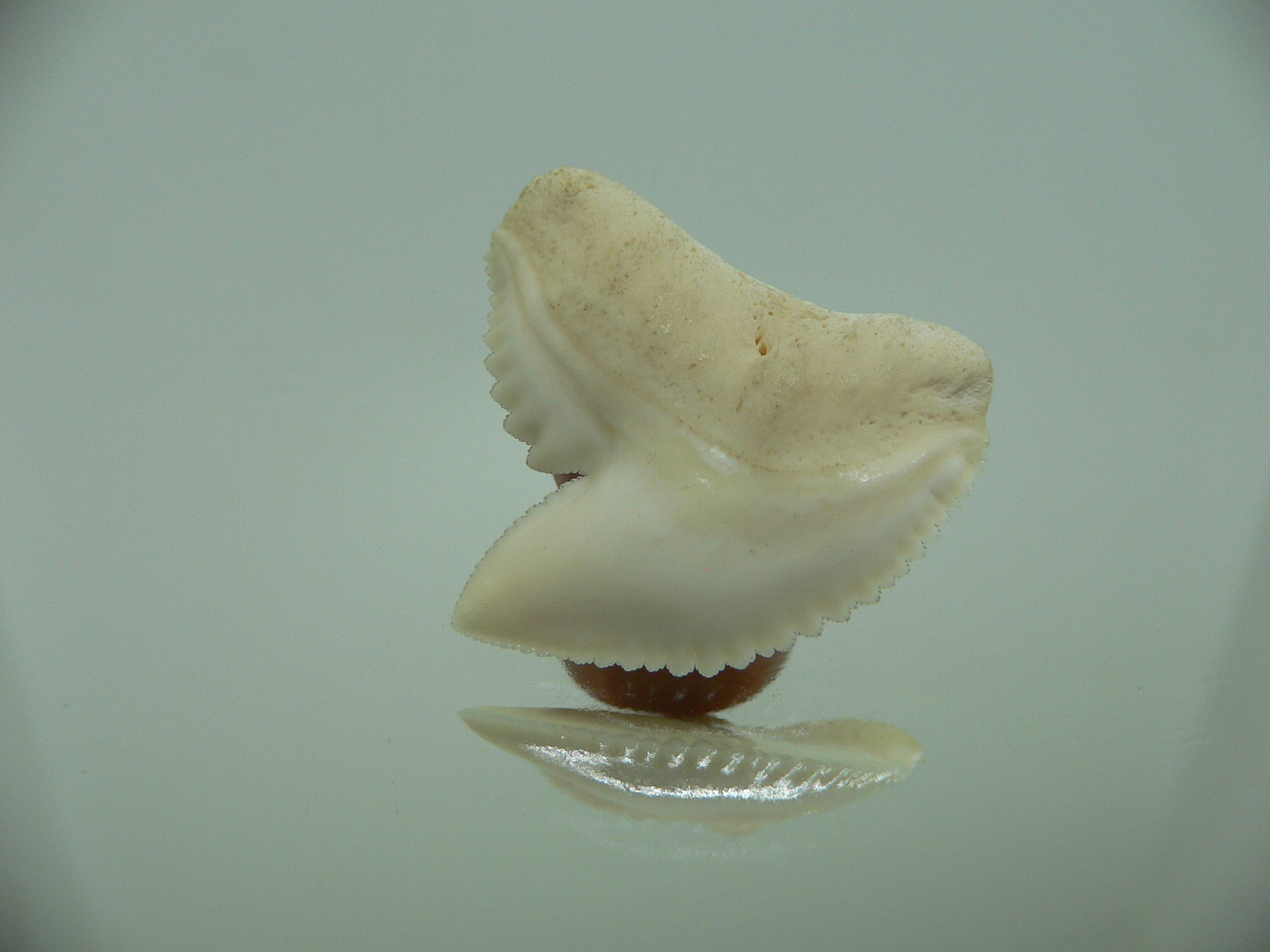 Galeocerdo cuvier Зуб ТИГРОВОЙ акулы