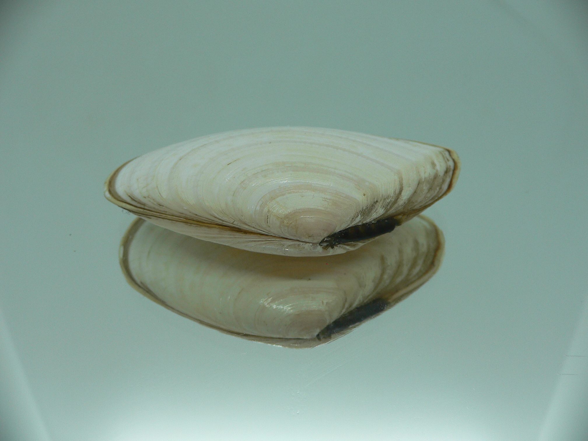 Peronidia venulosa