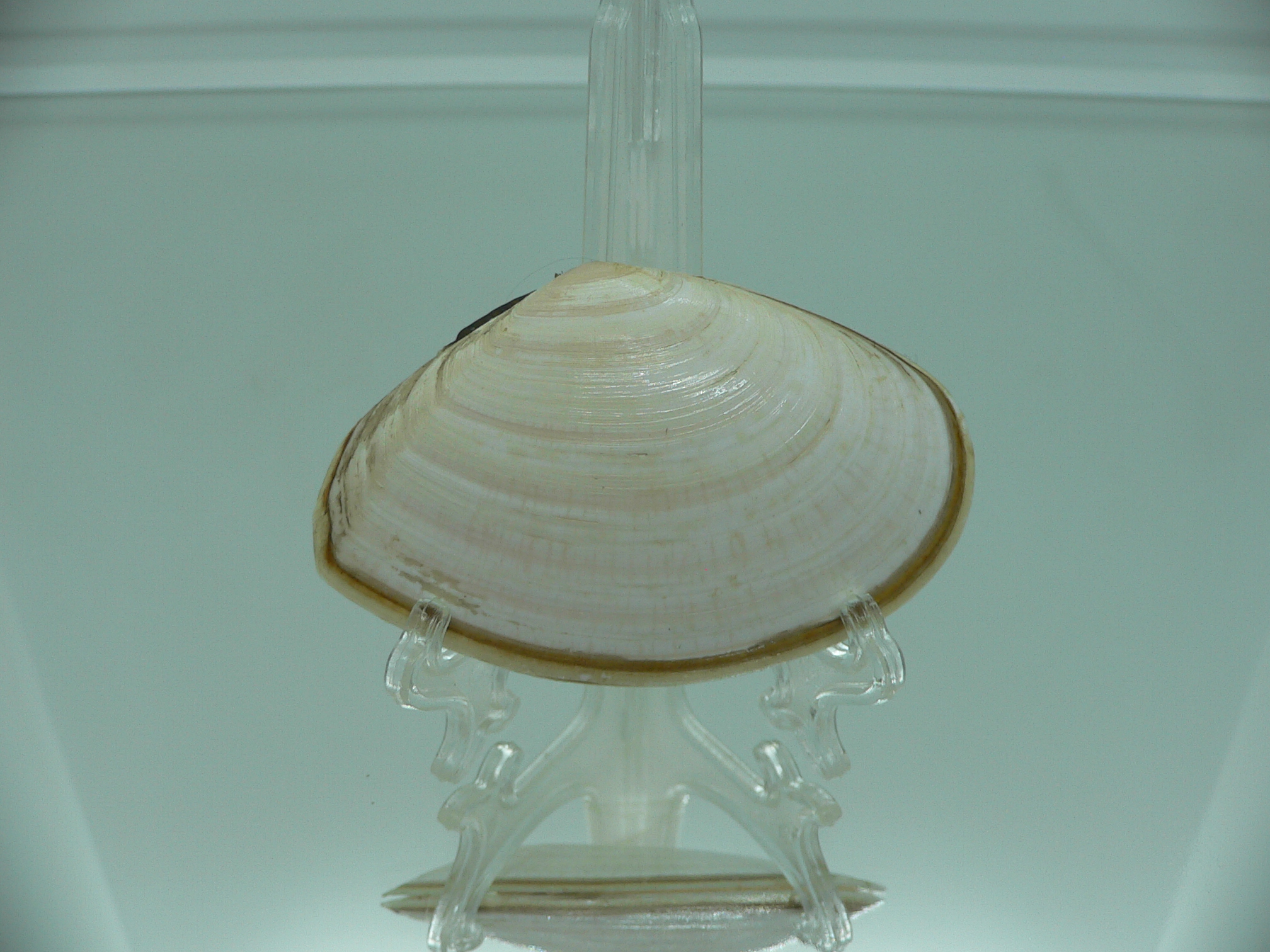 Peronidia venulosa