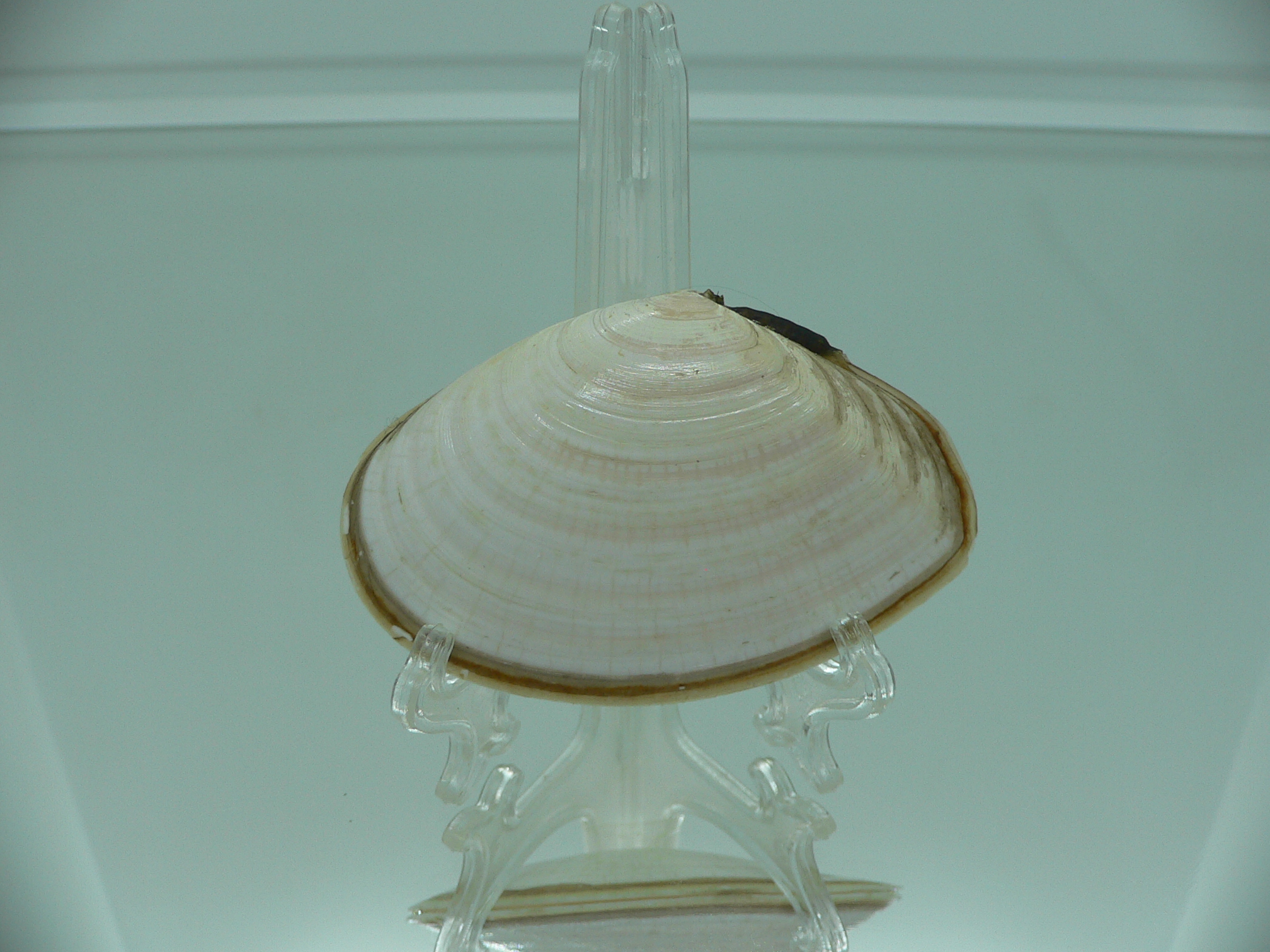Peronidia venulosa