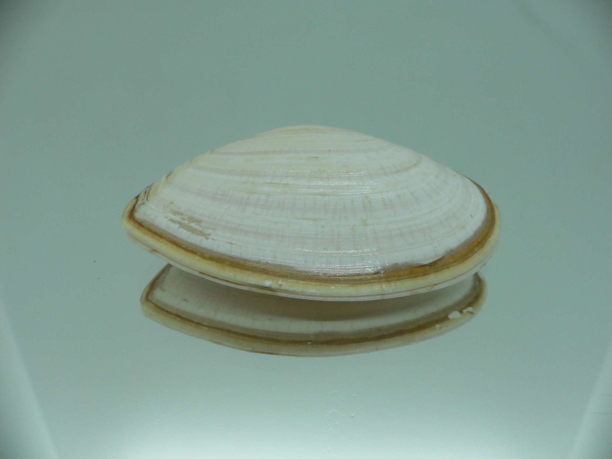 Peronidia venulosa
