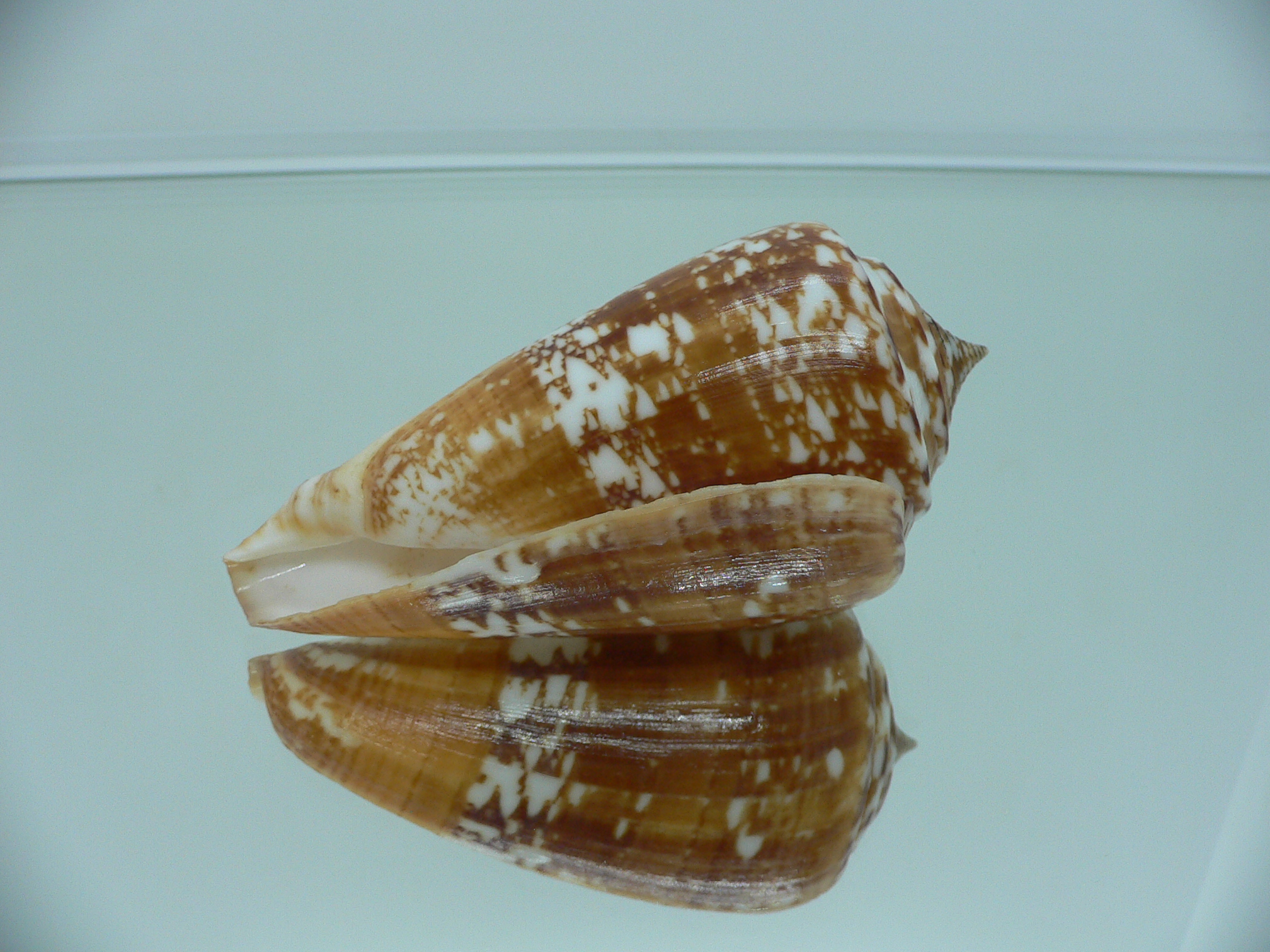 Conus amadis amadis BIG & UNUSUAL COLORING