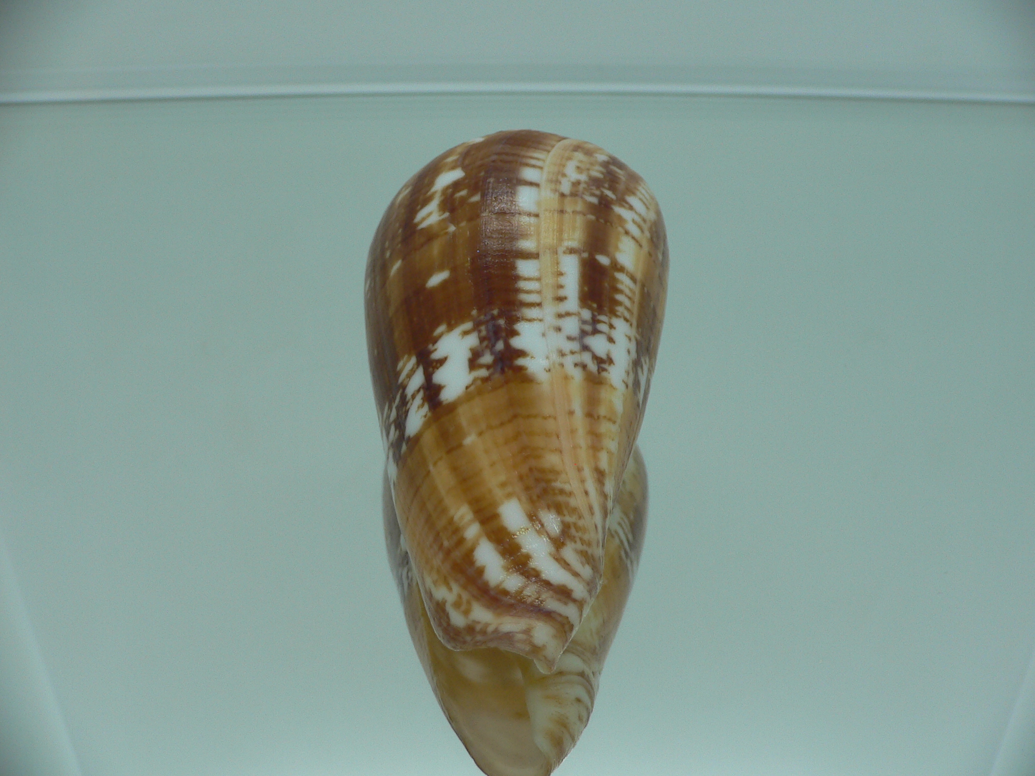 Conus amadis amadis BIG & UNUSUAL COLORING