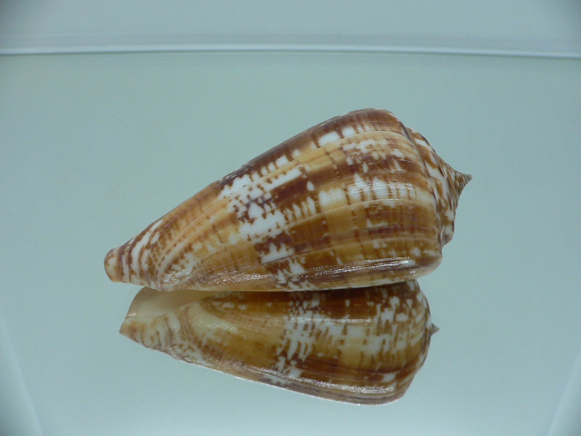 Conus amadis amadis BIG & UNUSUAL COLORING