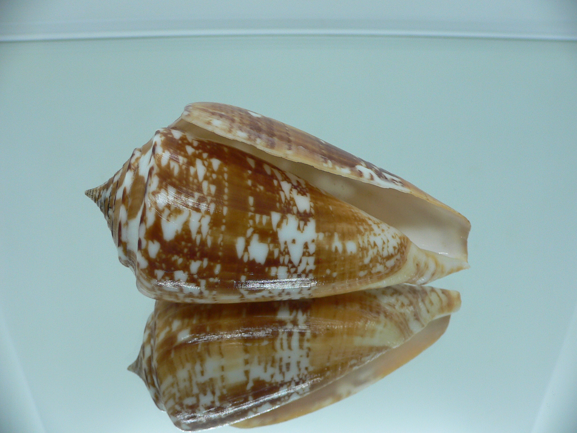 Conus amadis amadis BIG & UNUSUAL COLORING