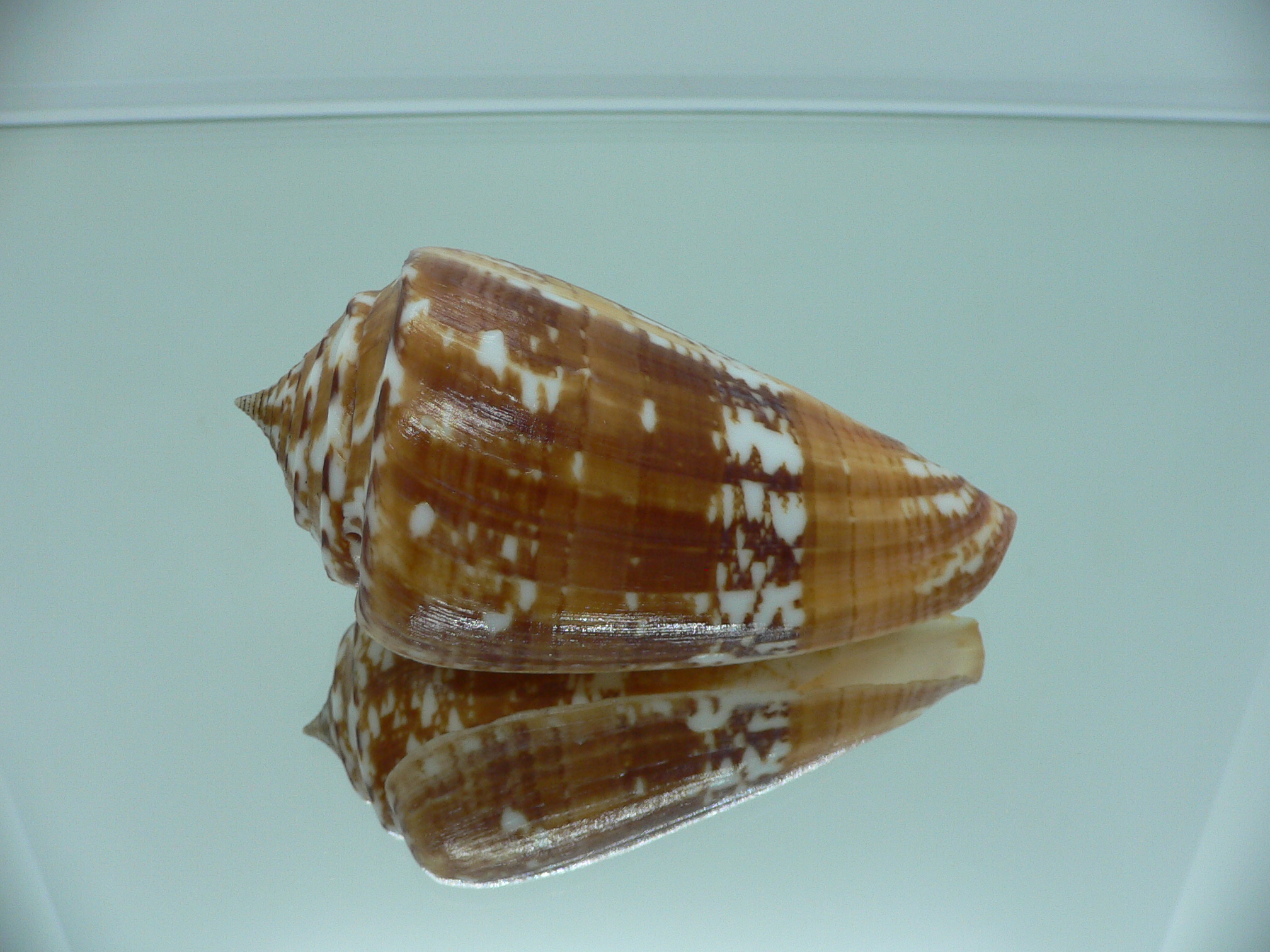 Conus amadis amadis BIG & UNUSUAL COLORING