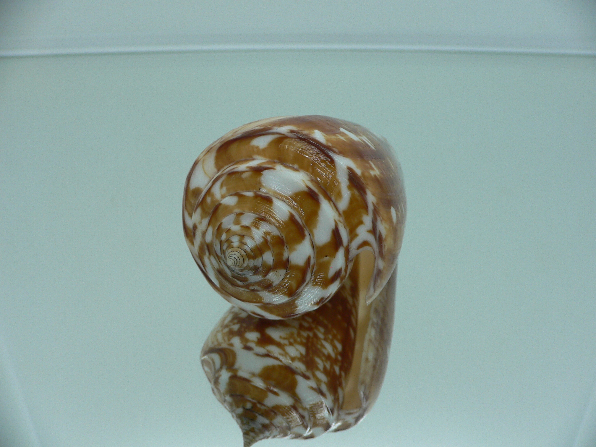 Conus amadis amadis BIG & UNUSUAL COLORING