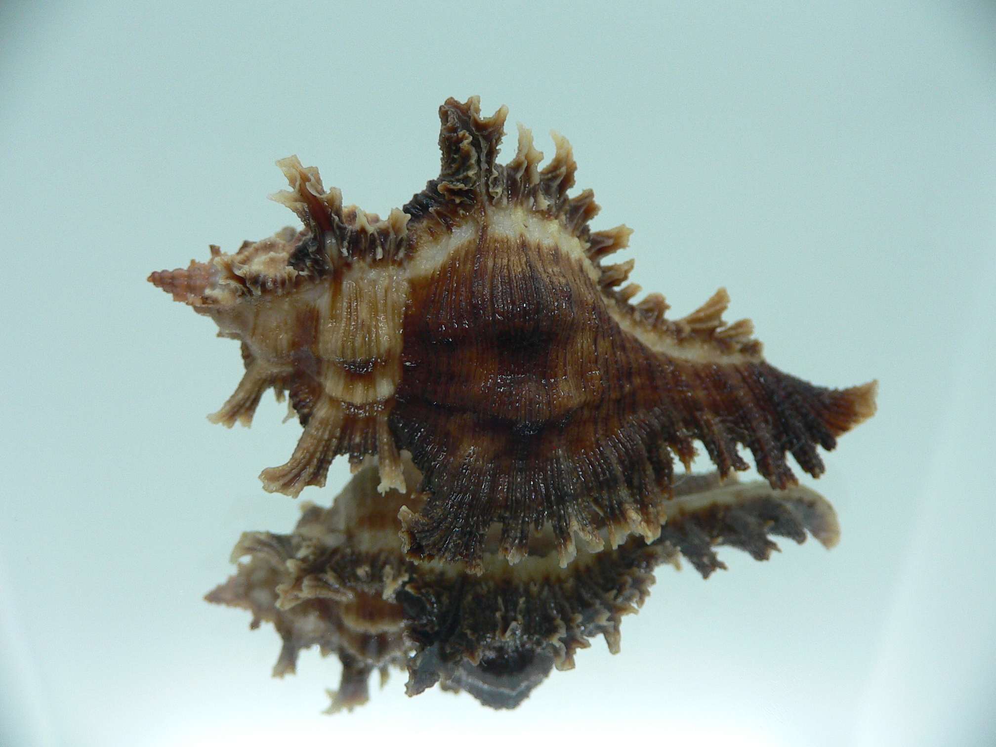Chicoreus banksii INDIAN FORM & BICOLOR