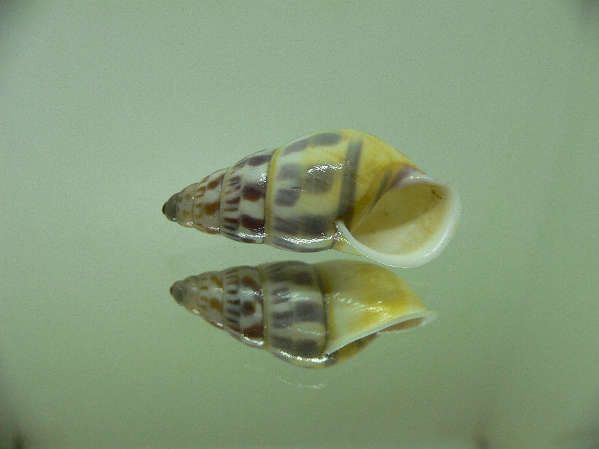 Amphidromus furcillatus furcillatus SUPER