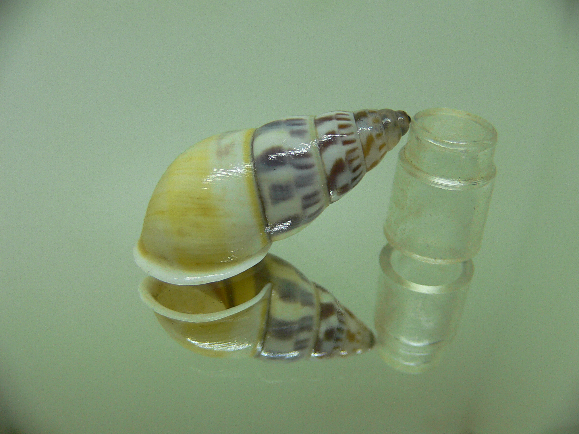 Amphidromus furcillatus furcillatus SUPER