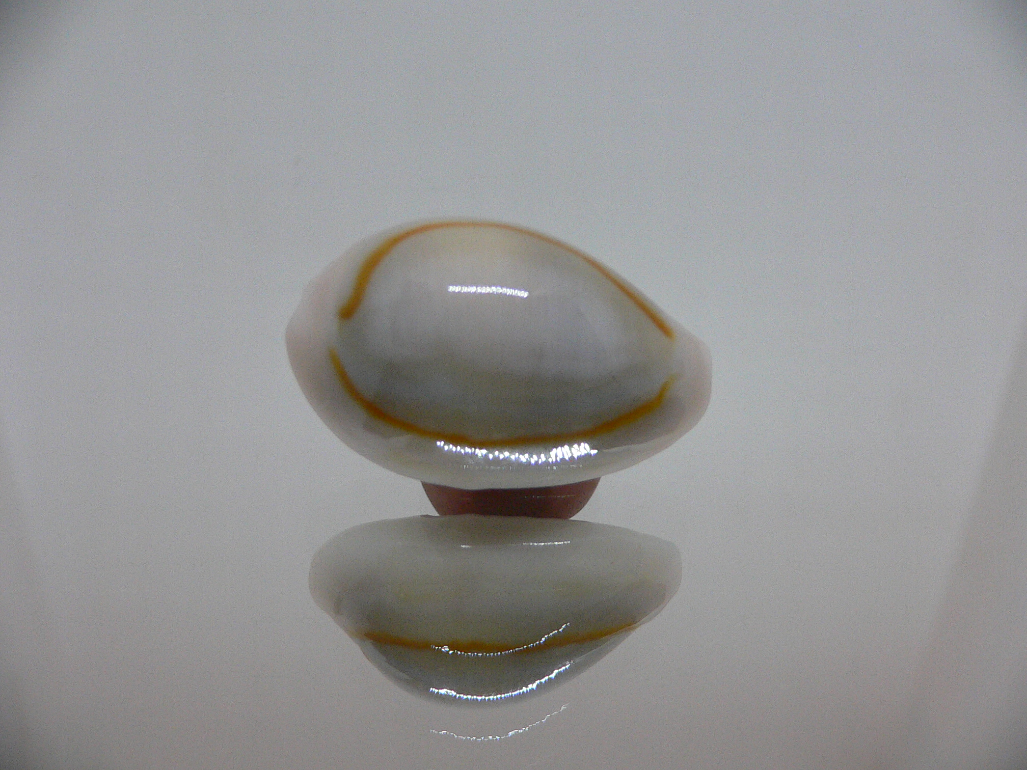 Cypraea annulus noumeensis (var.) ELONGATE