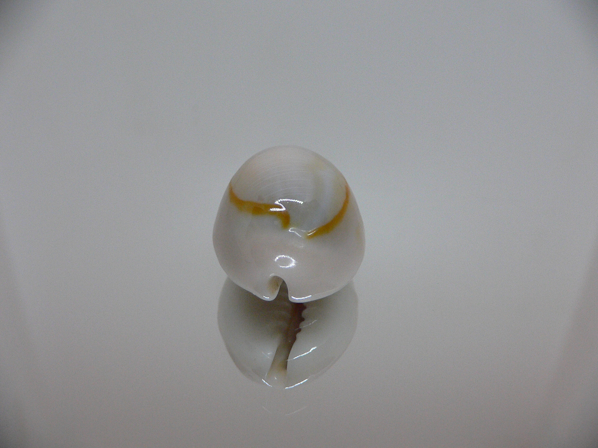 Cypraea annulus noumeensis (var.) ELONGATE