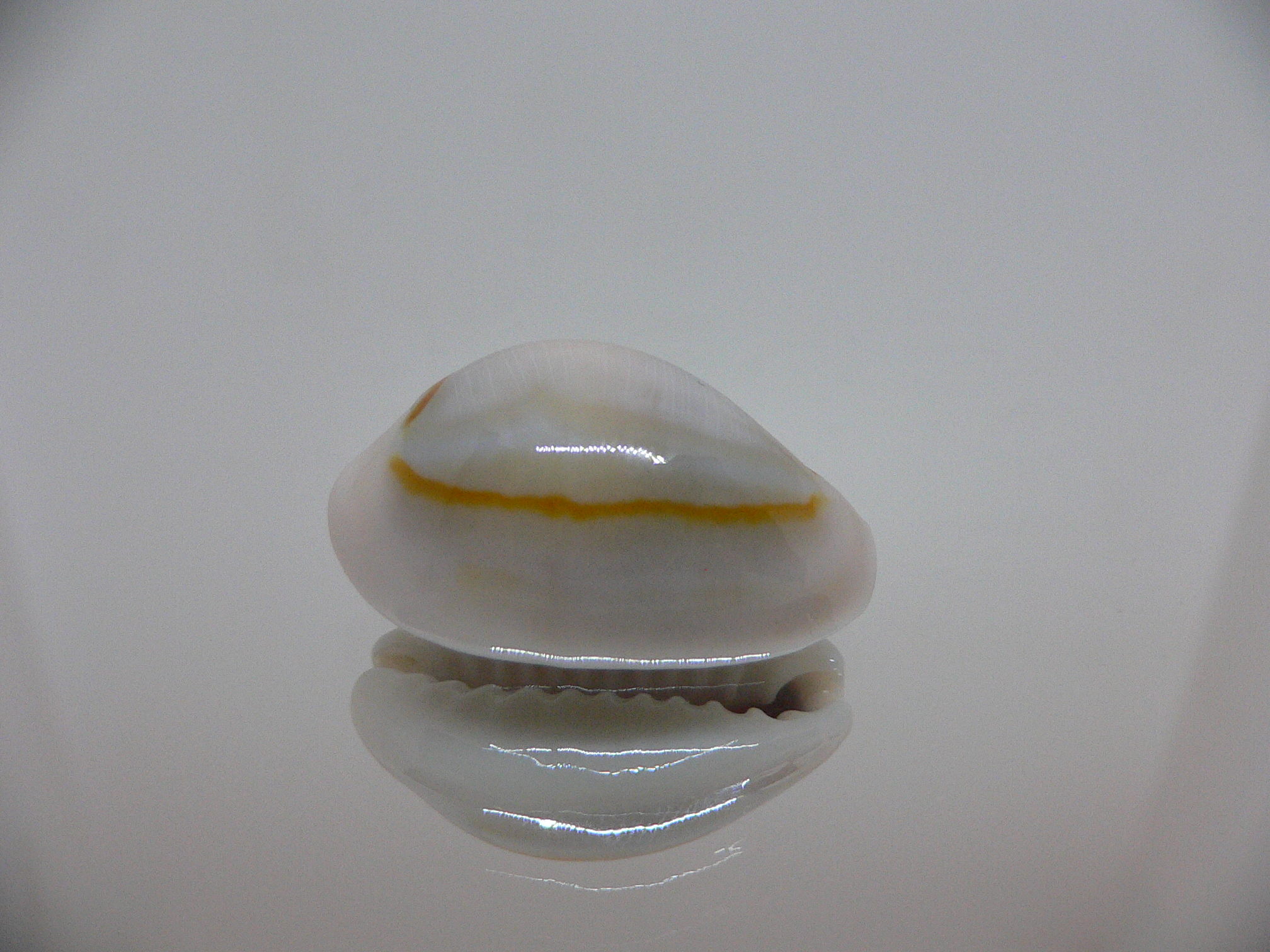 Cypraea annulus noumeensis (var.) ELONGATE