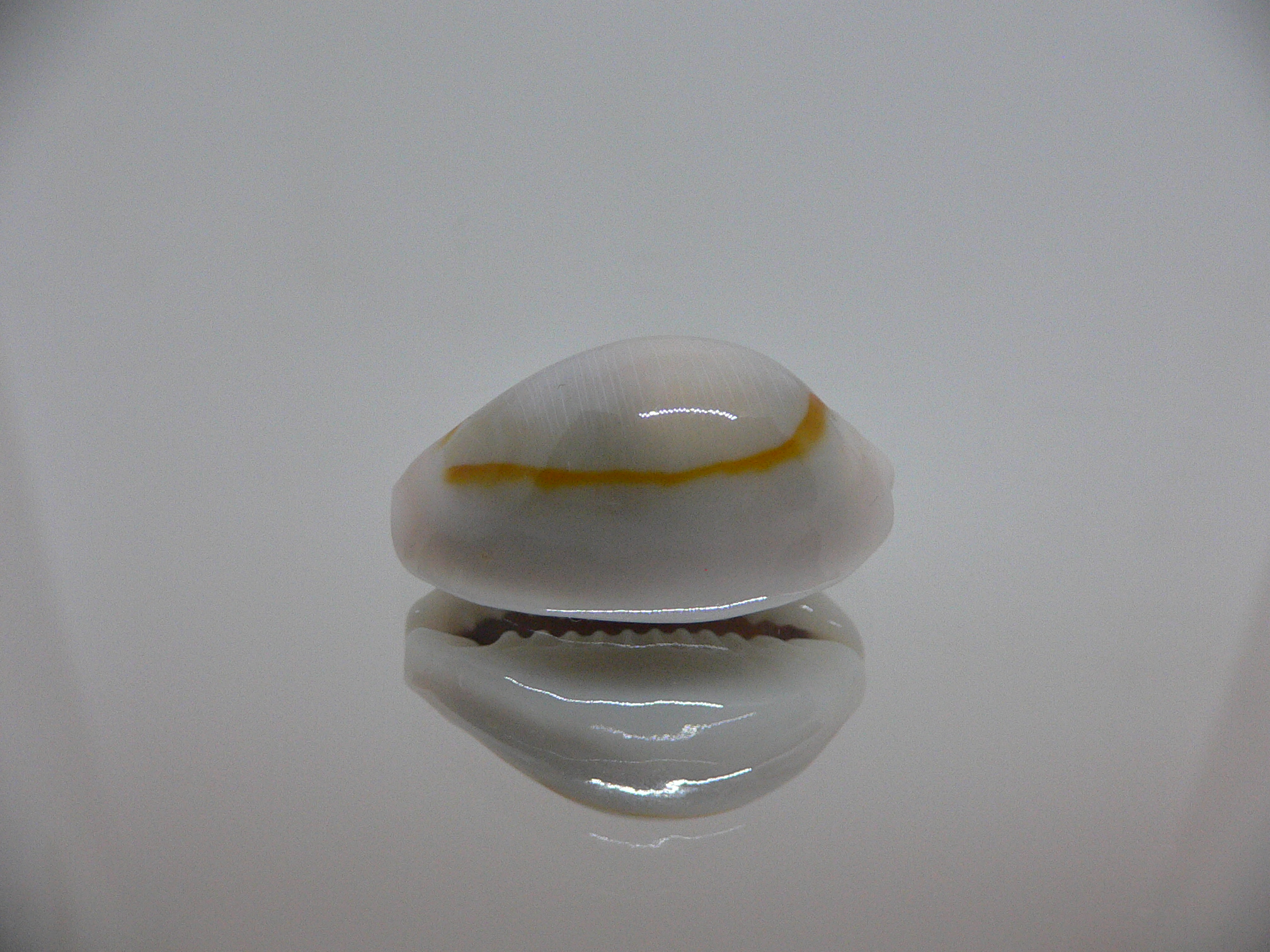 Cypraea annulus noumeensis (var.) ELONGATE