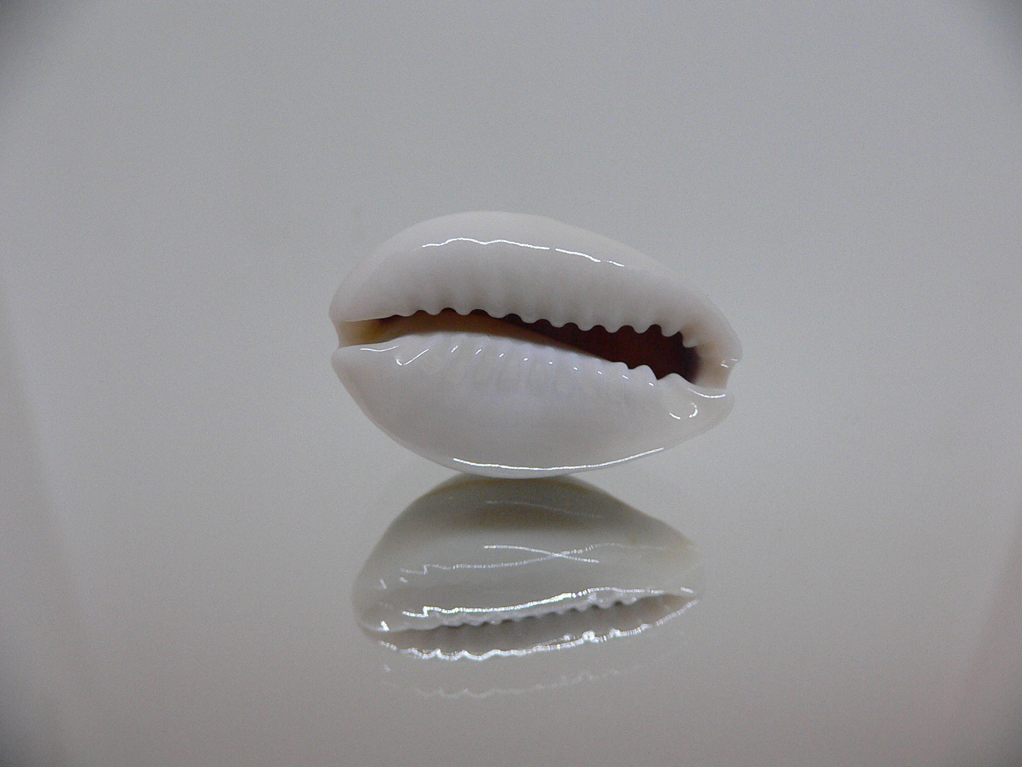 Cypraea annulus noumeensis (var.) ELONGATE