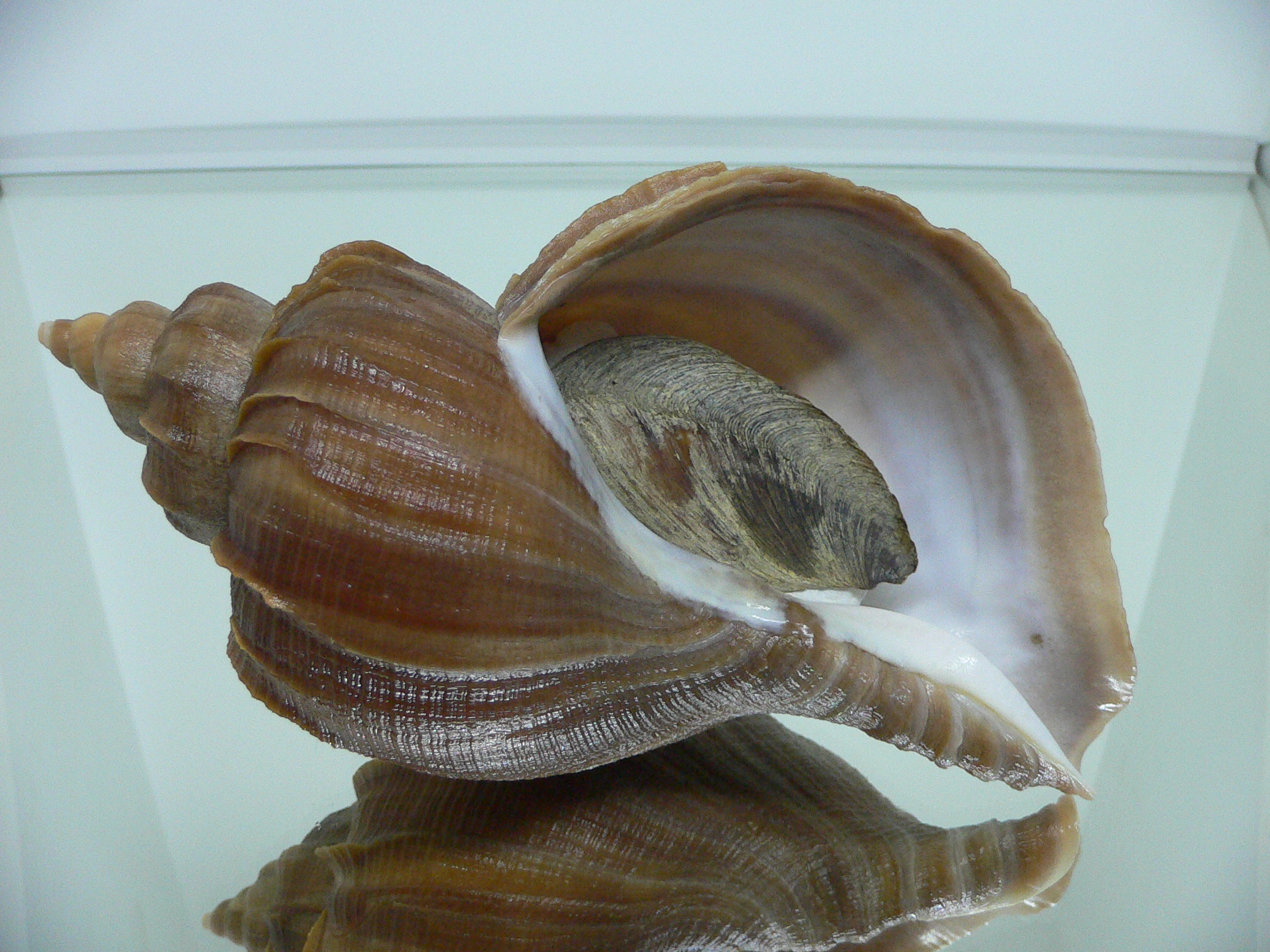 Neptunea constricta SUPER