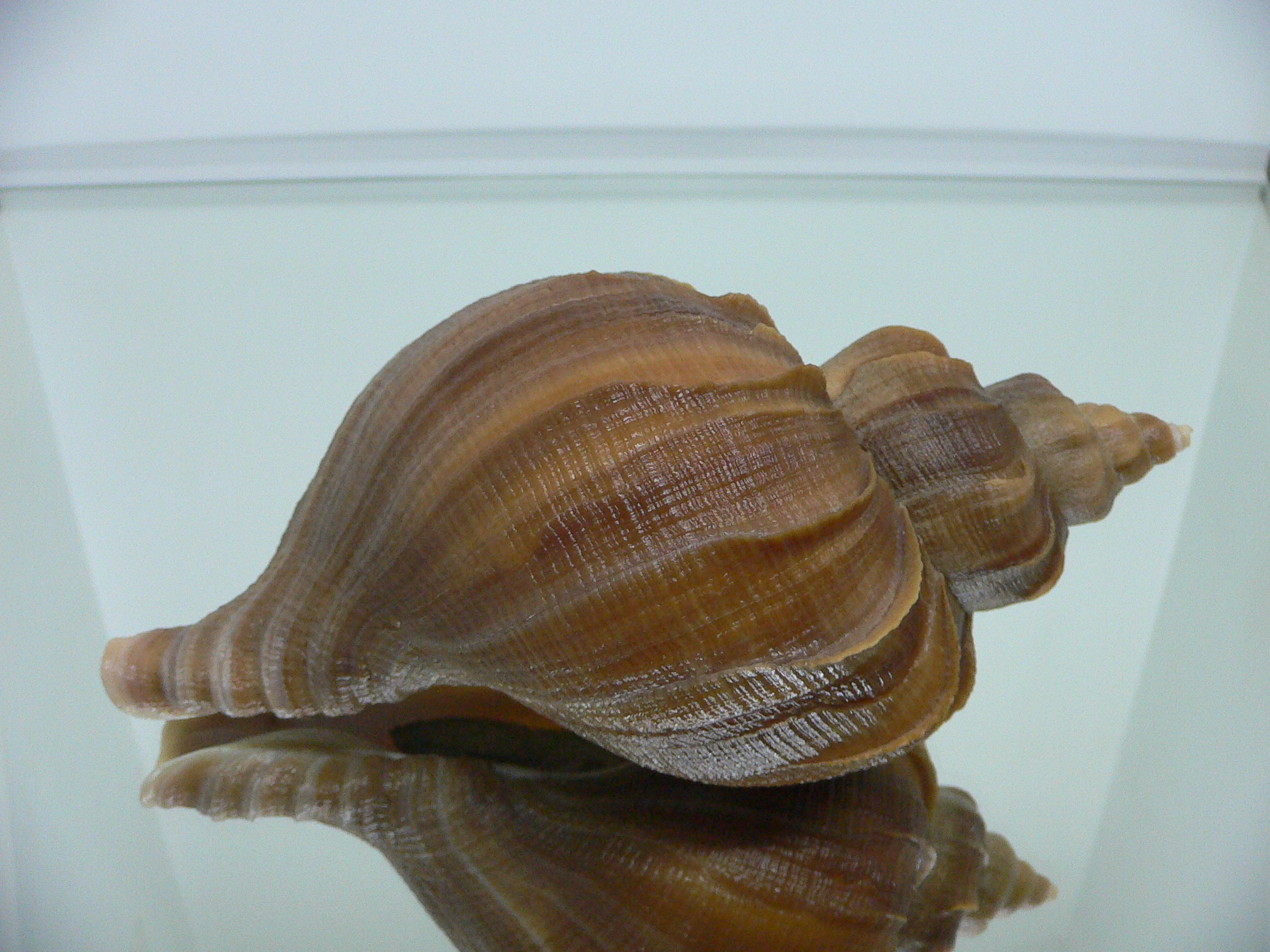 Neptunea constricta SUPER