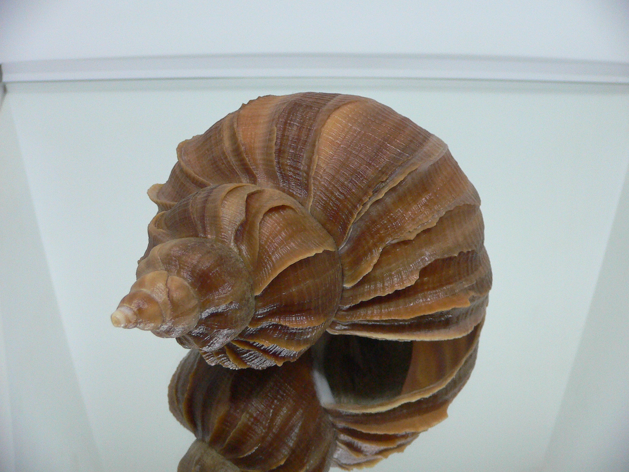 Neptunea constricta SUPER