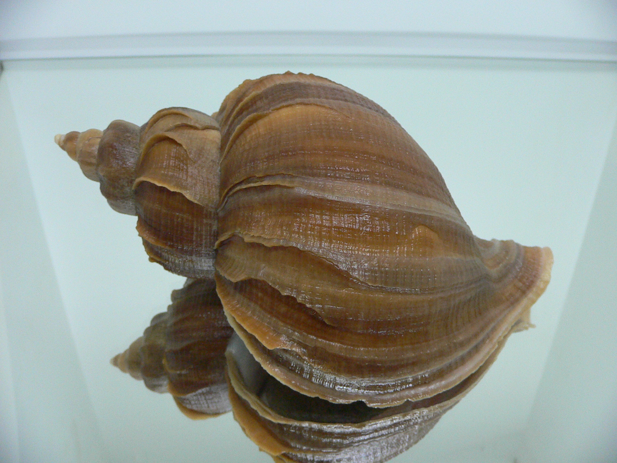 Neptunea constricta SUPER