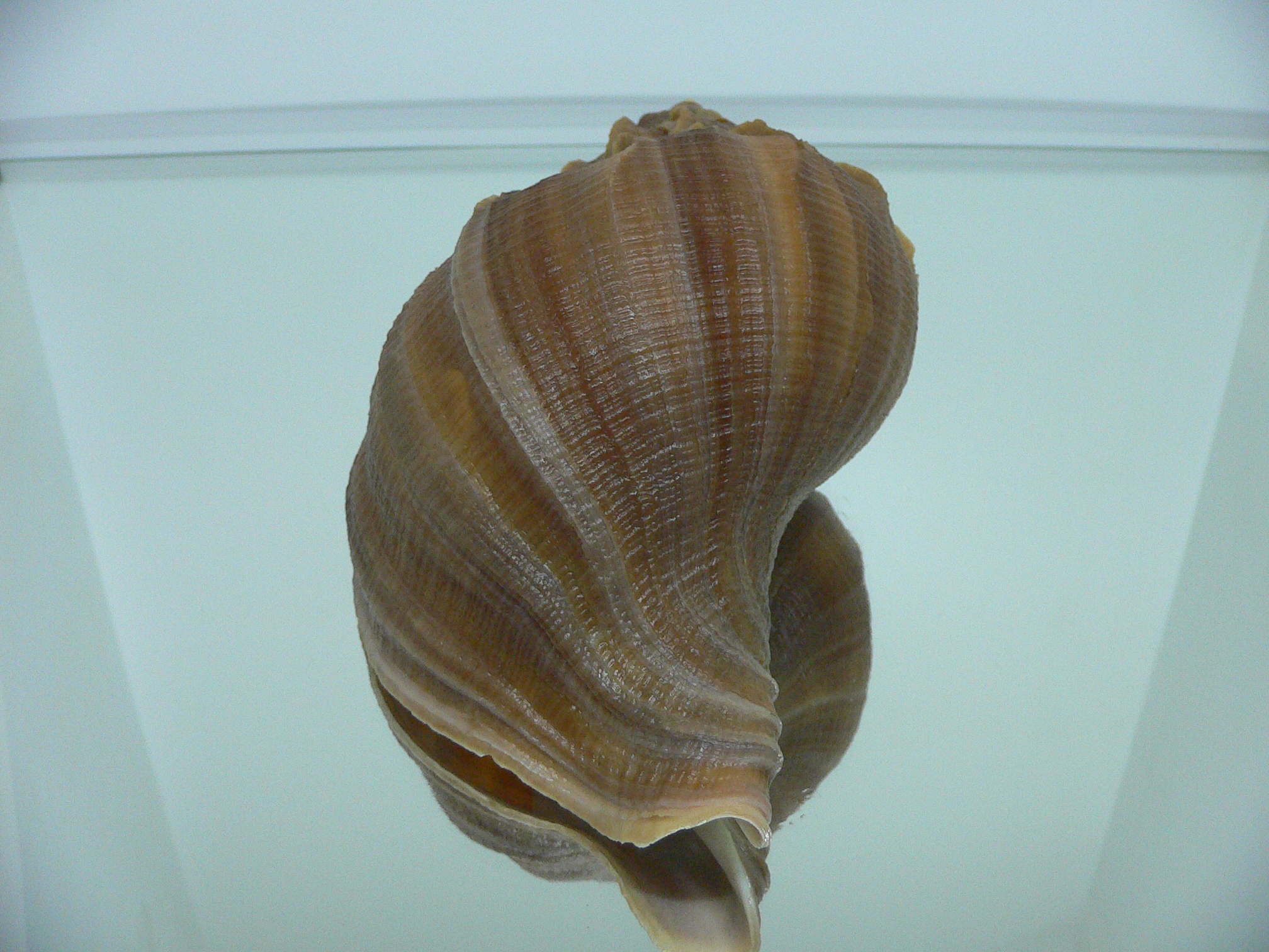 Neptunea constricta SUPER