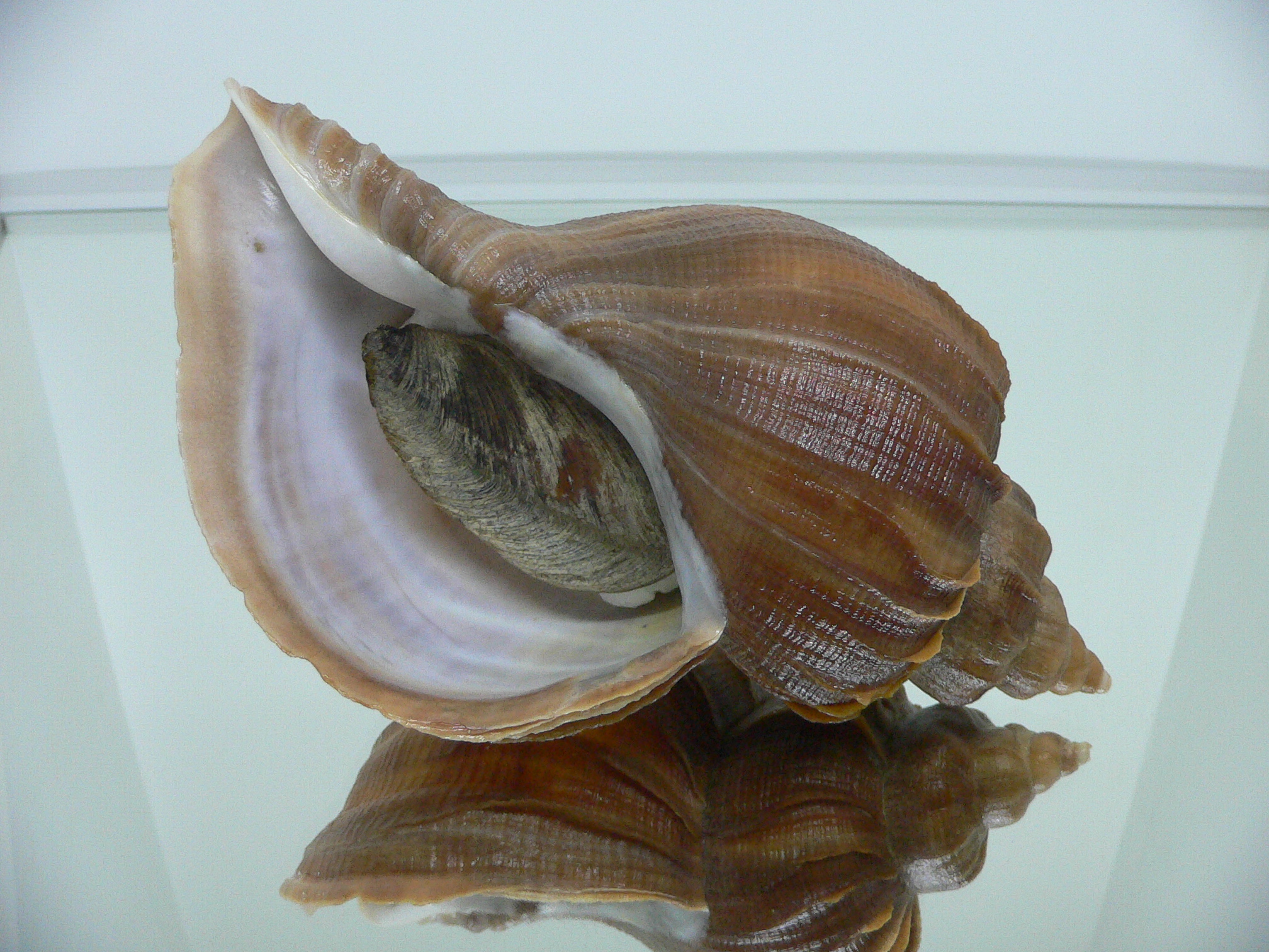 Neptunea constricta SUPER
