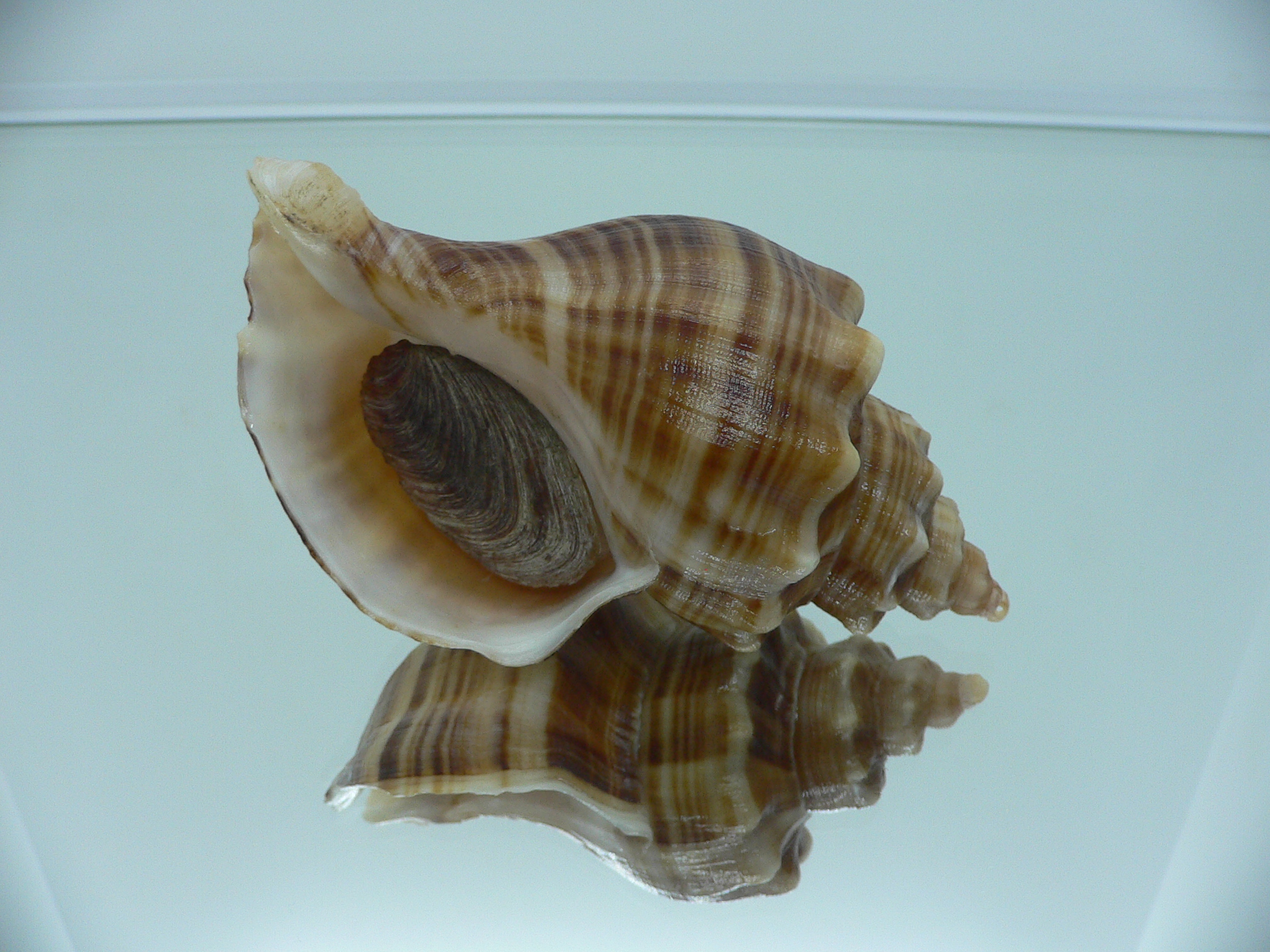 Neptunea cumingii DARK STRIPES