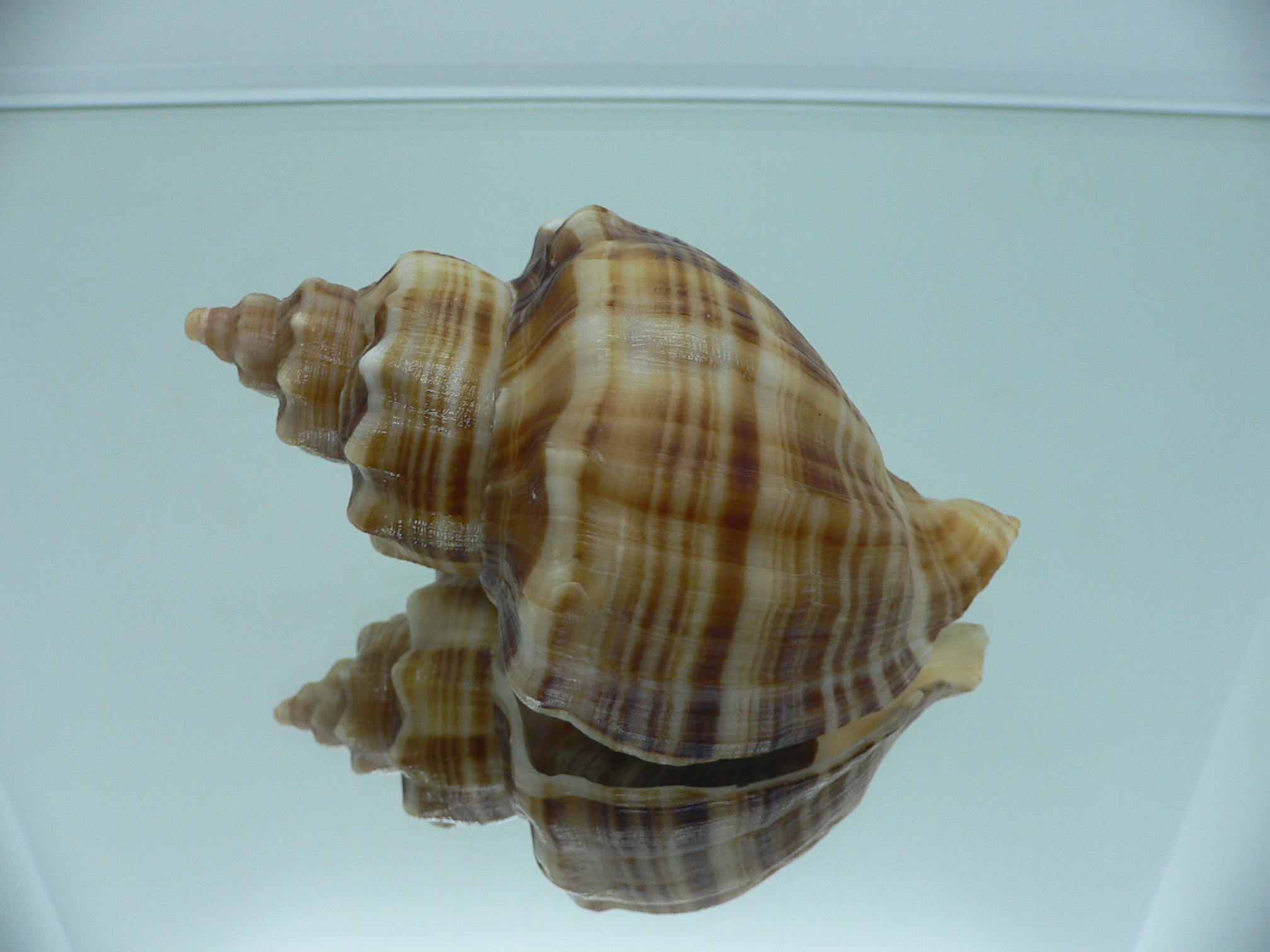 Neptunea cumingii DARK STRIPES