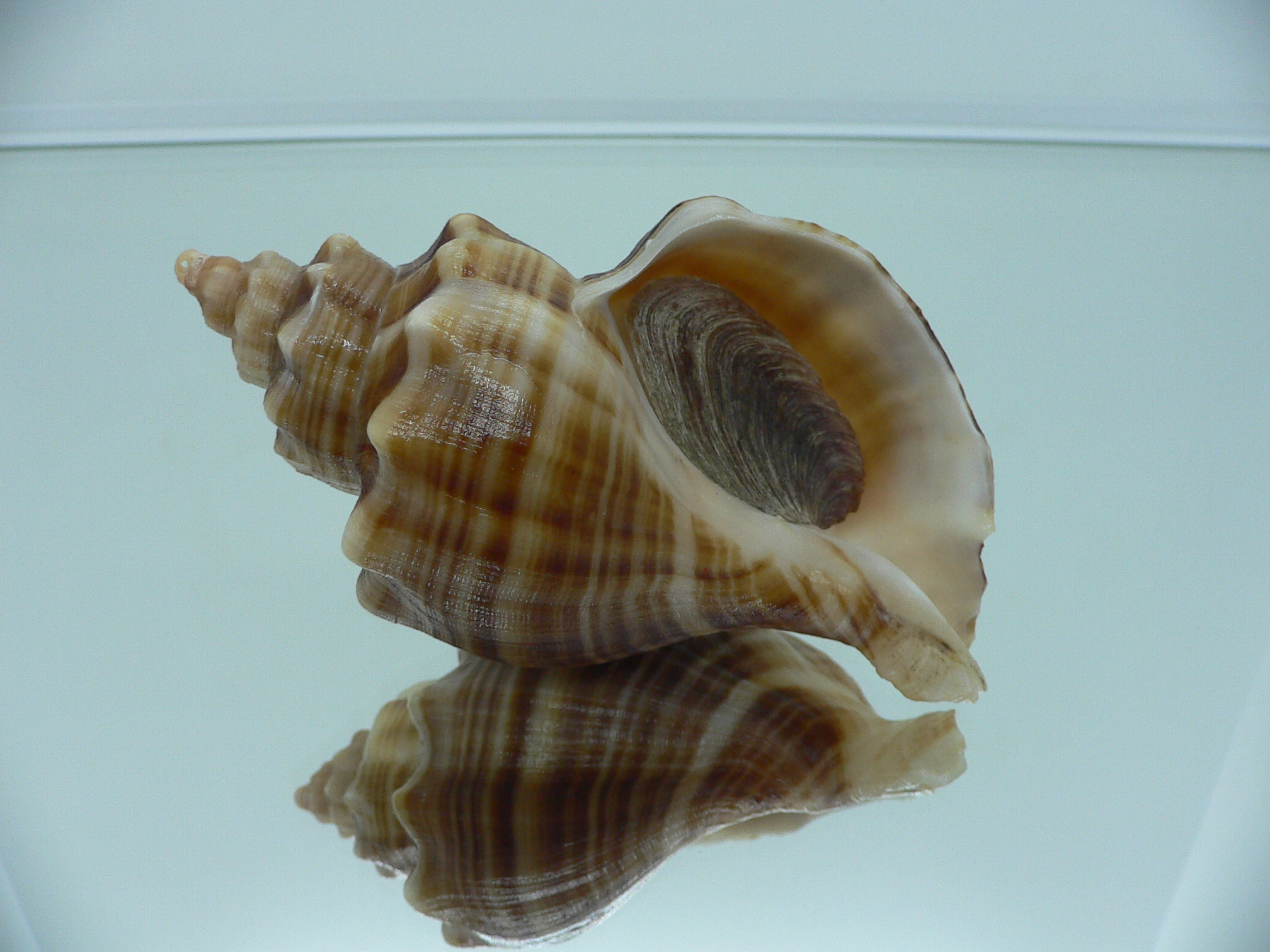 Neptunea cumingii DARK STRIPES