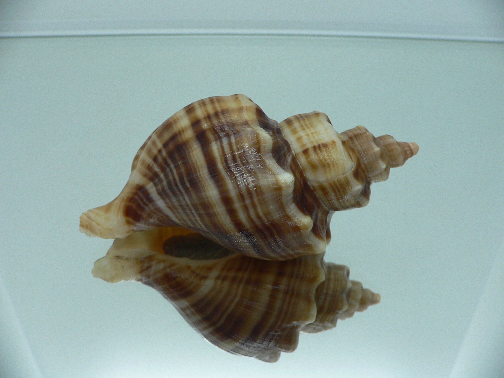Neptunea cumingii DARK STRIPES