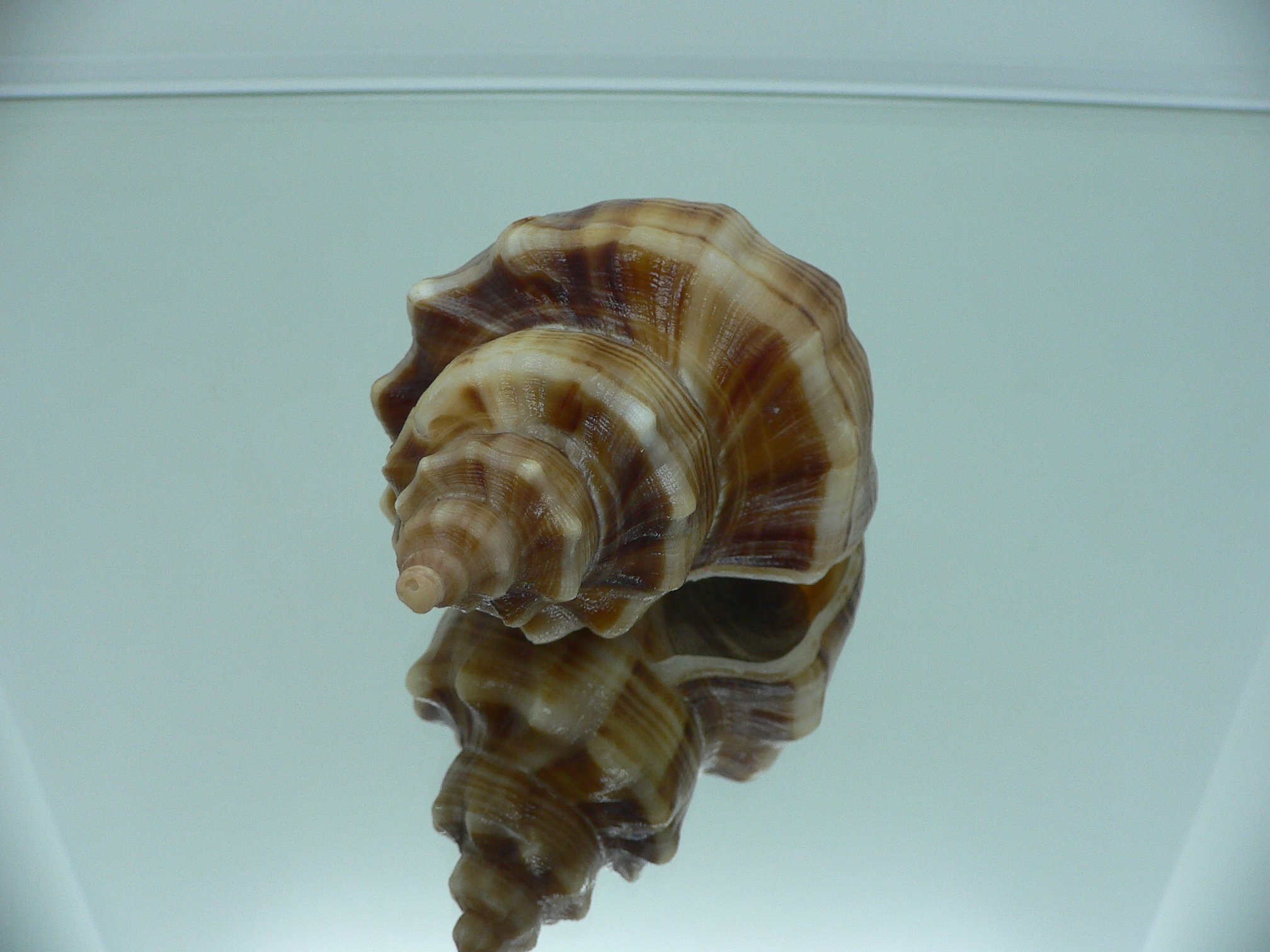 Neptunea cumingii DARK STRIPES