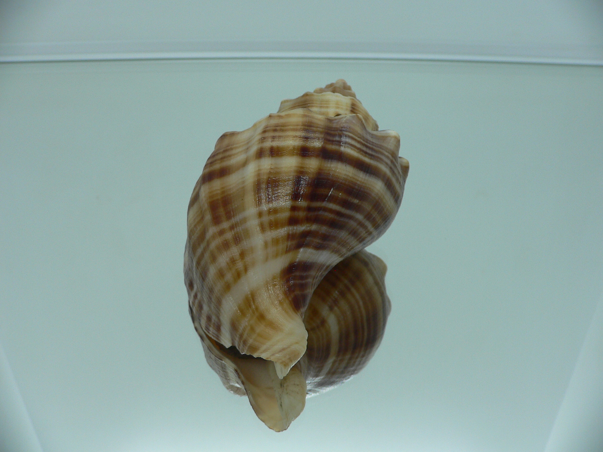 Neptunea cumingii DARK STRIPES