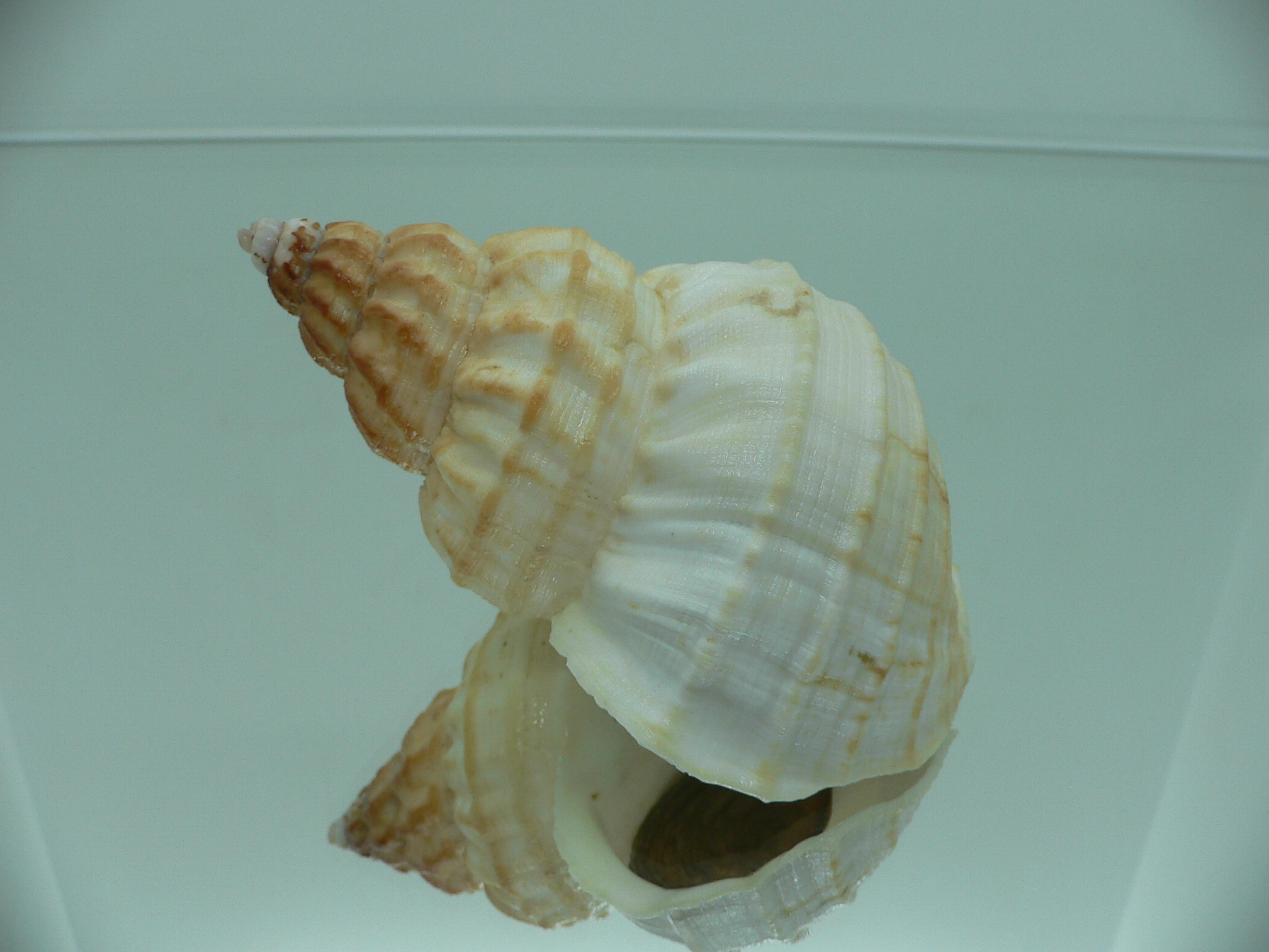 Buccinum verkruzeni BEIGE