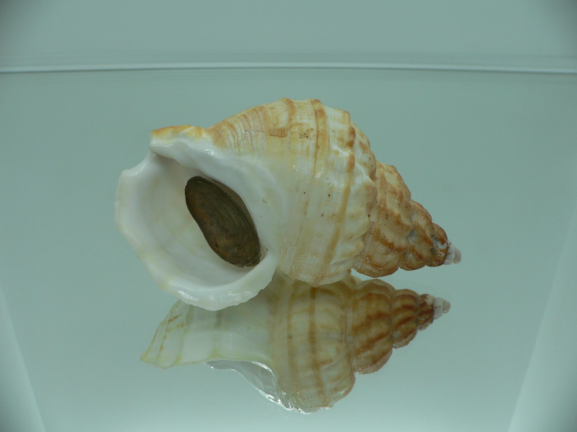 Buccinum verkruzeni BEIGE