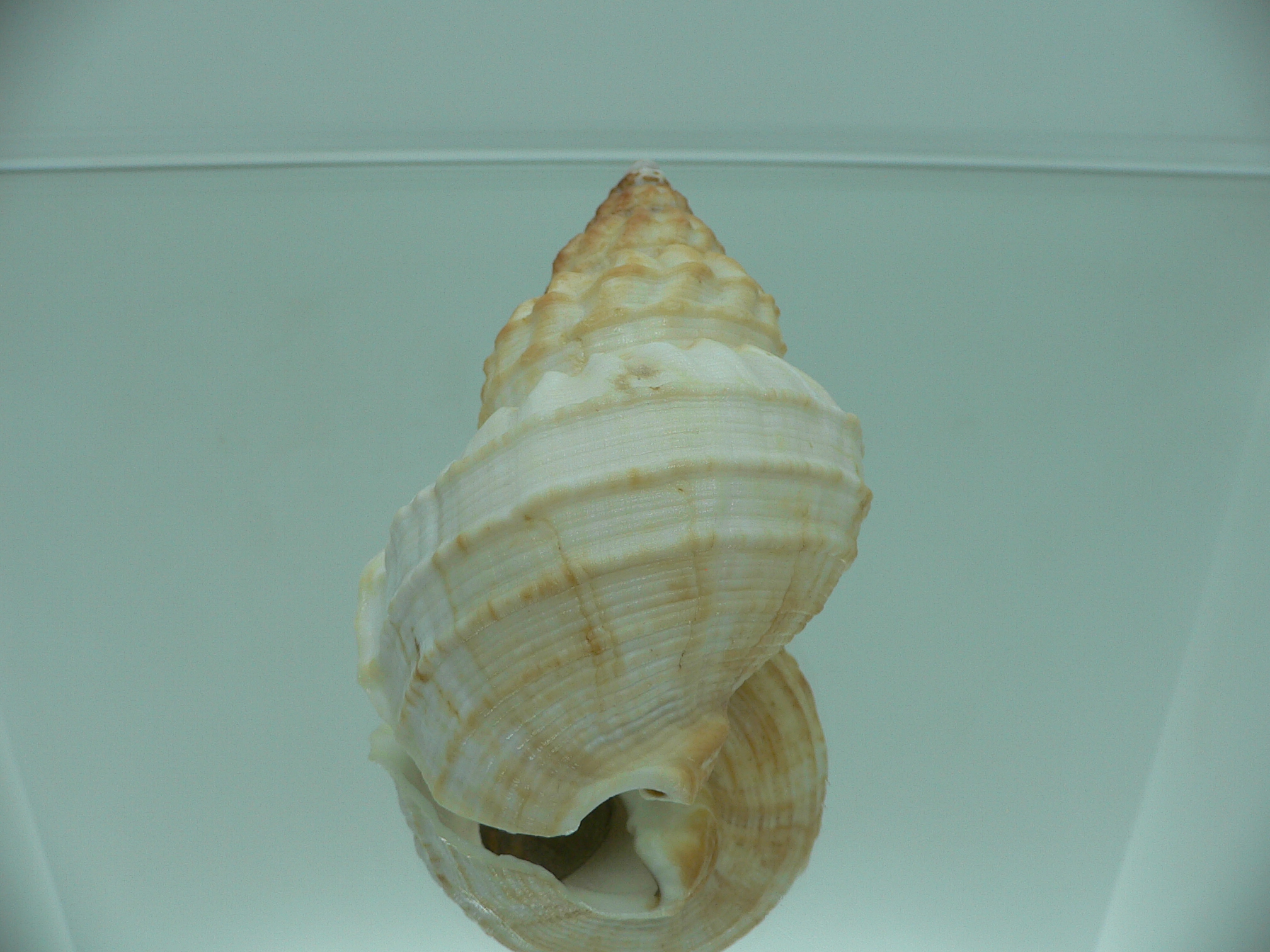 Buccinum verkruzeni BEIGE