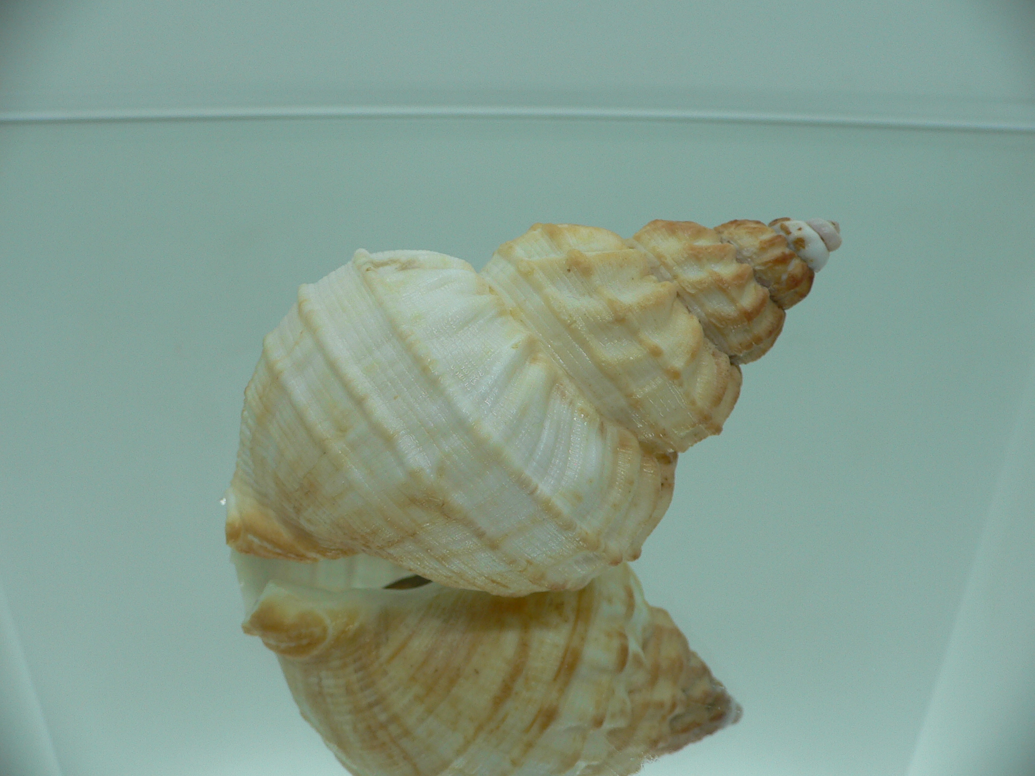 Buccinum verkruzeni BEIGE