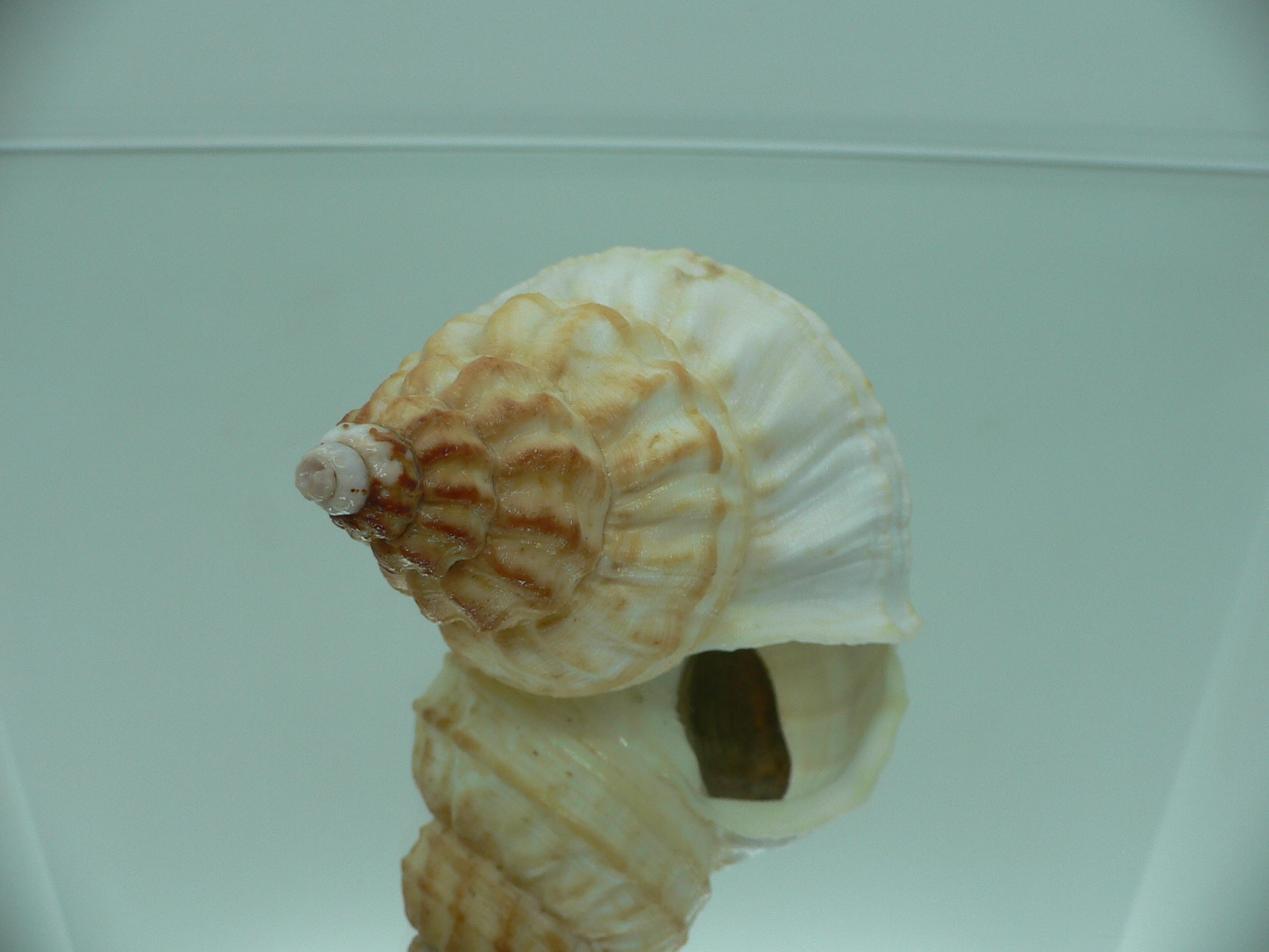 Buccinum verkruzeni BEIGE