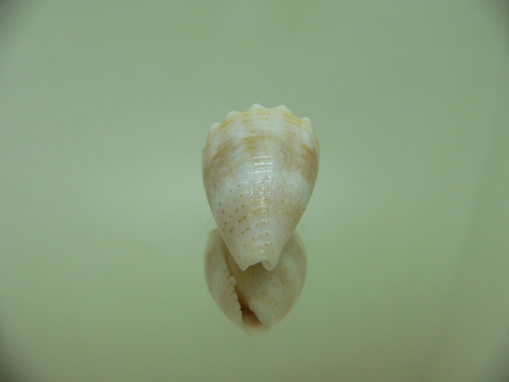 Conus miliaris miliaris BEIGE