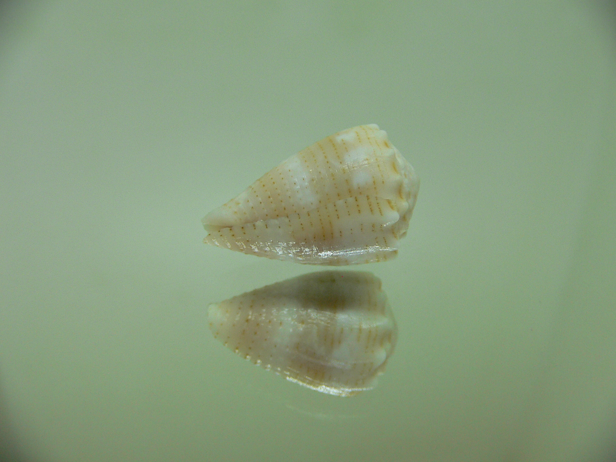 Conus miliaris miliaris BEIGE