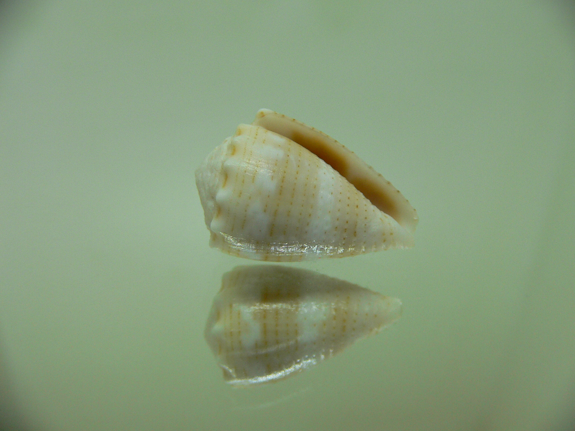 Conus miliaris miliaris BEIGE