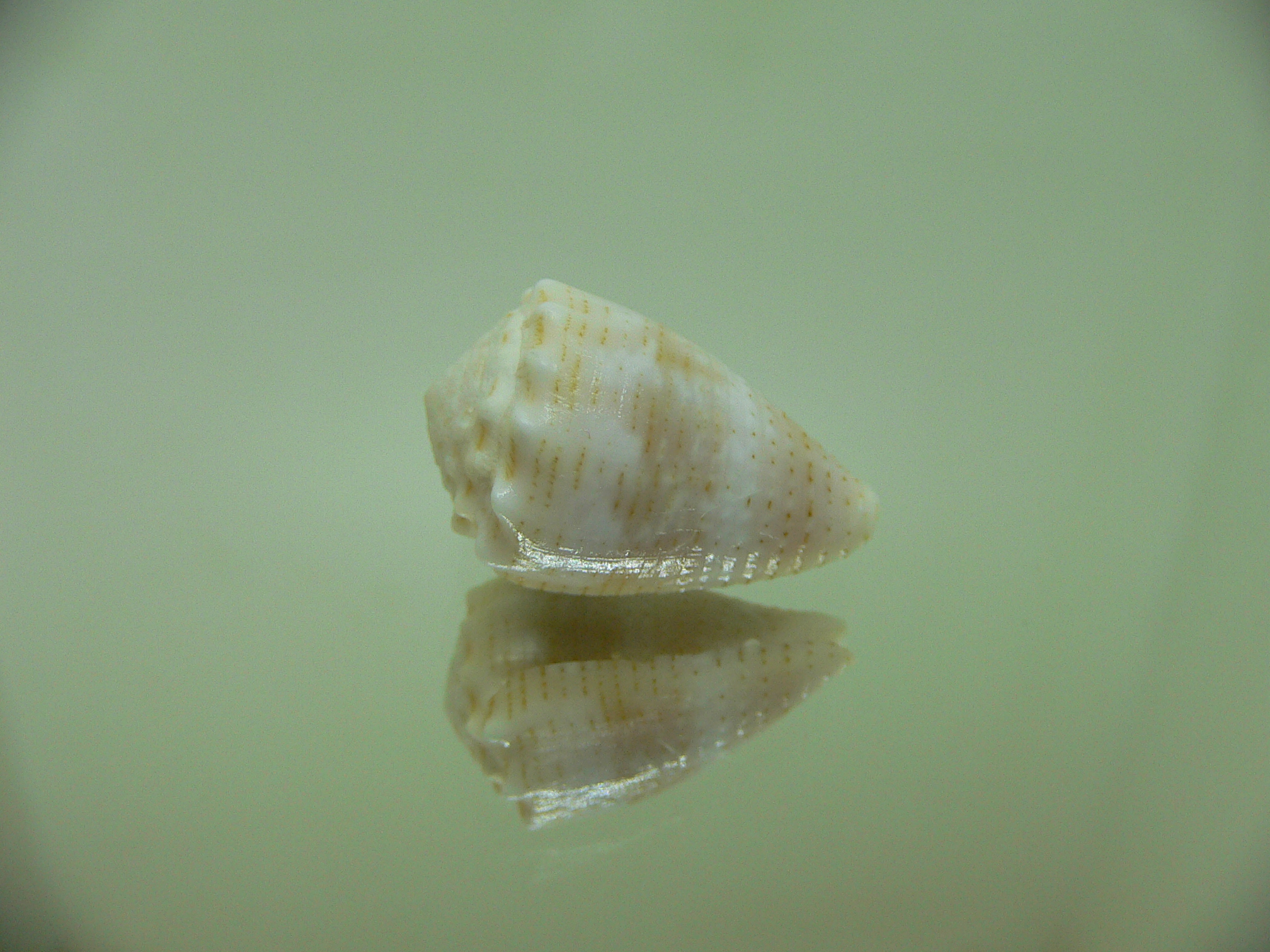 Conus miliaris miliaris BEIGE