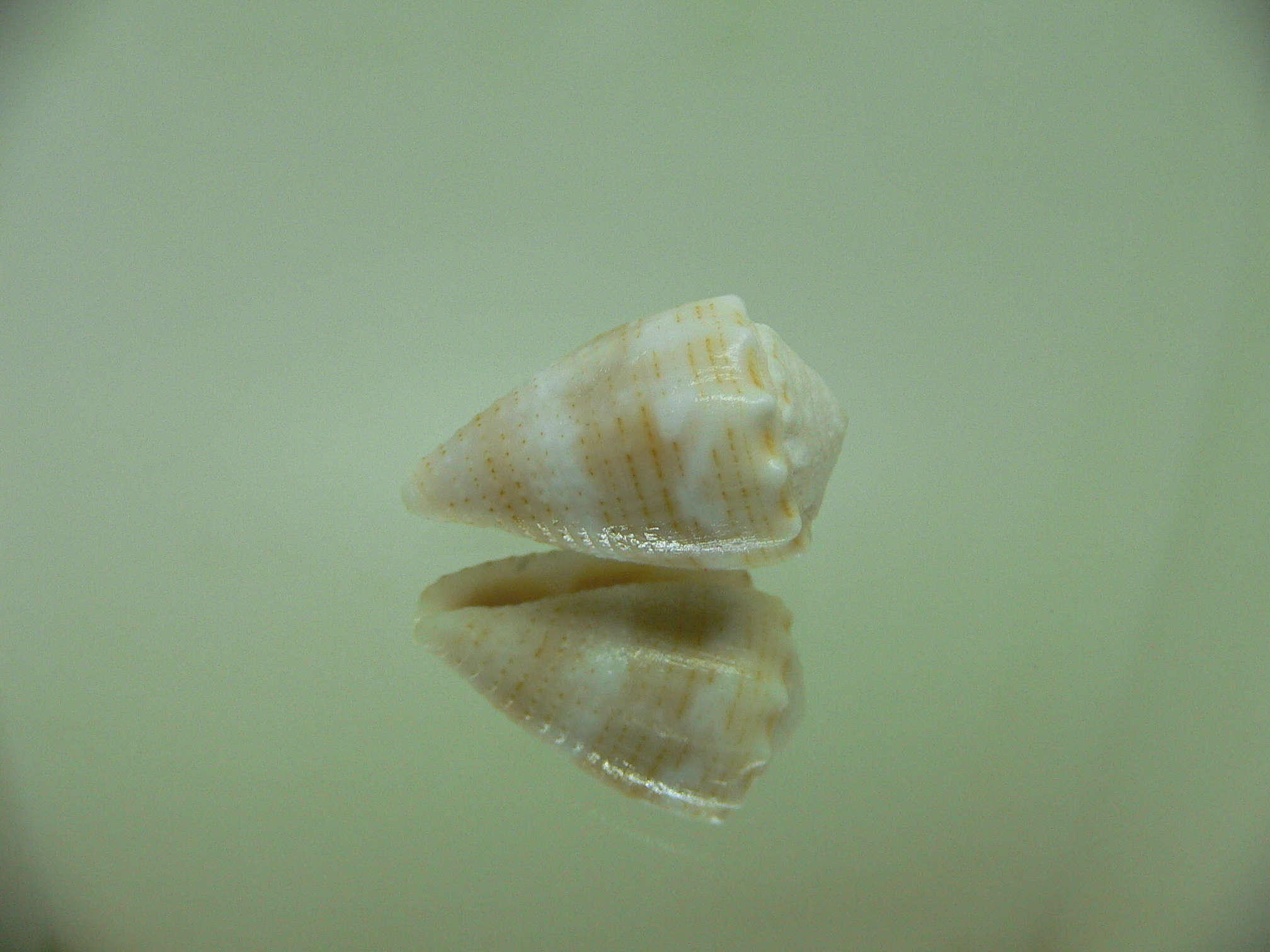 Conus miliaris miliaris BEIGE