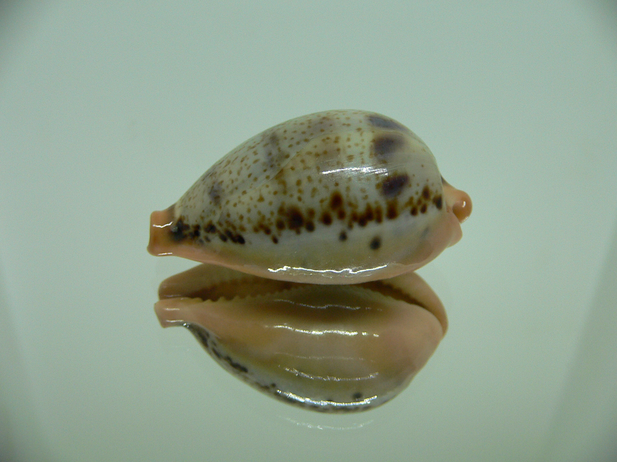 Cypraea hungerfordi hungerfordi SUPER DARK