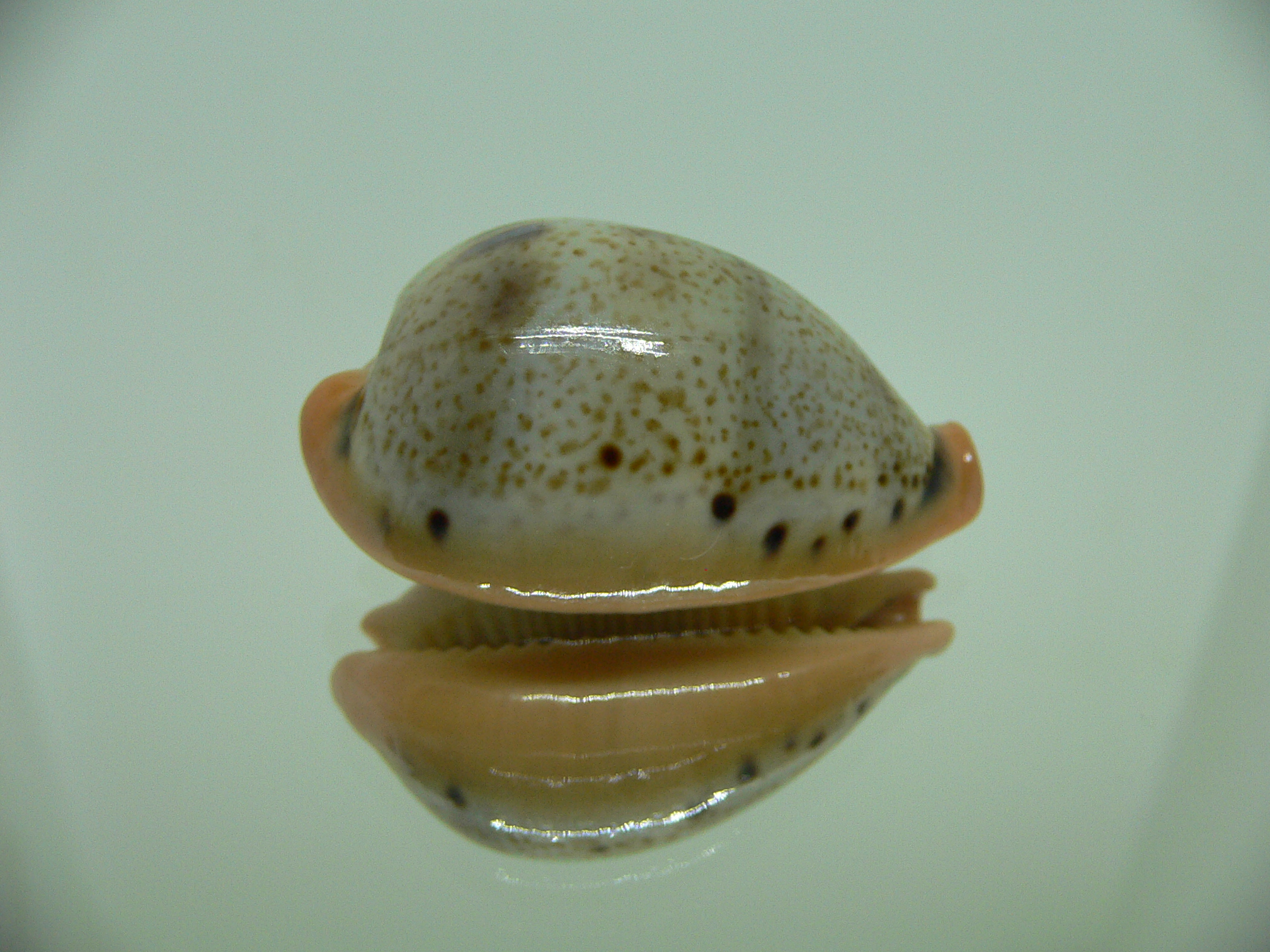 Cypraea hungerfordi hungerfordi SUPER DARK