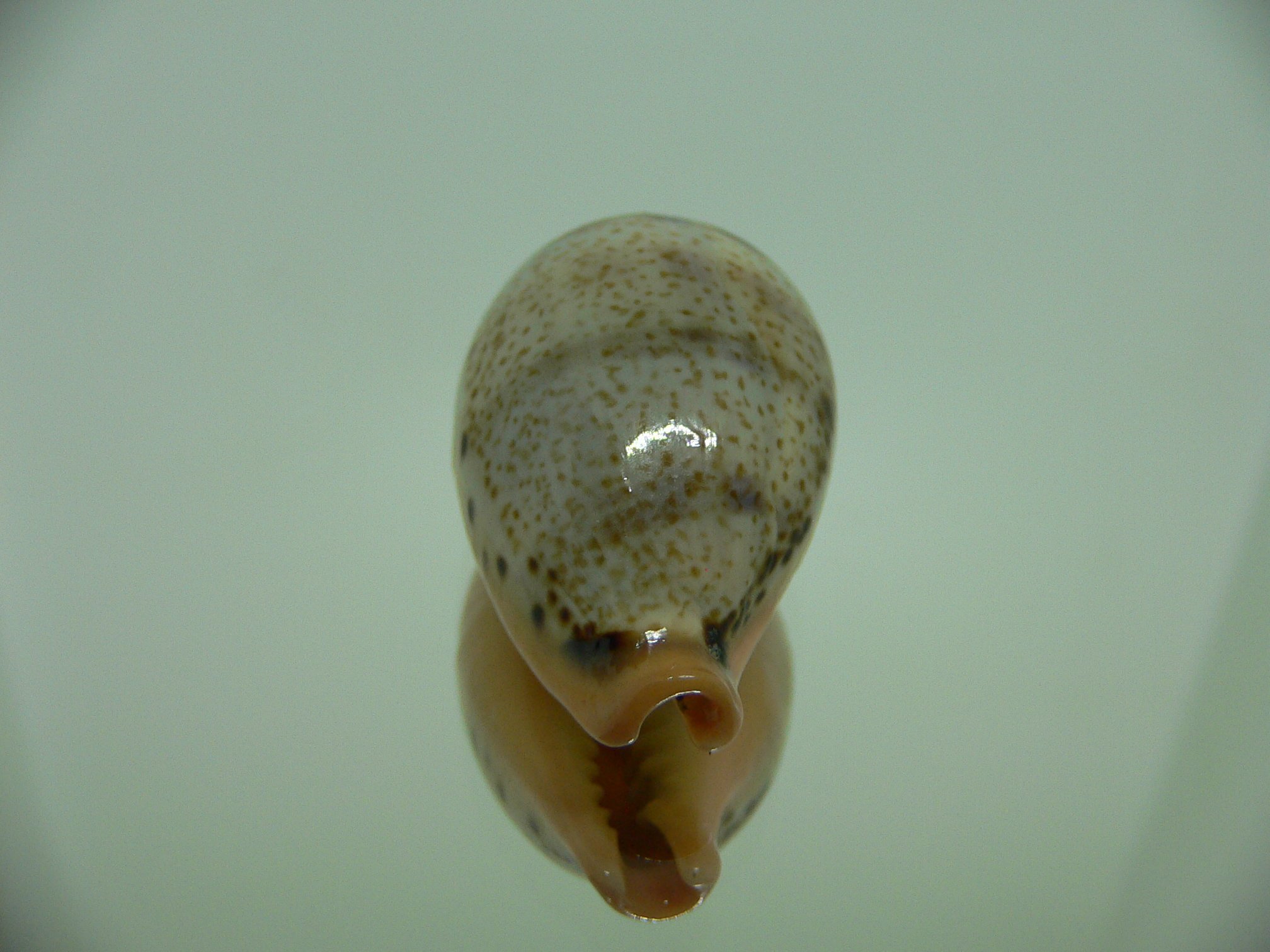 Cypraea hungerfordi hungerfordi SUPER DARK