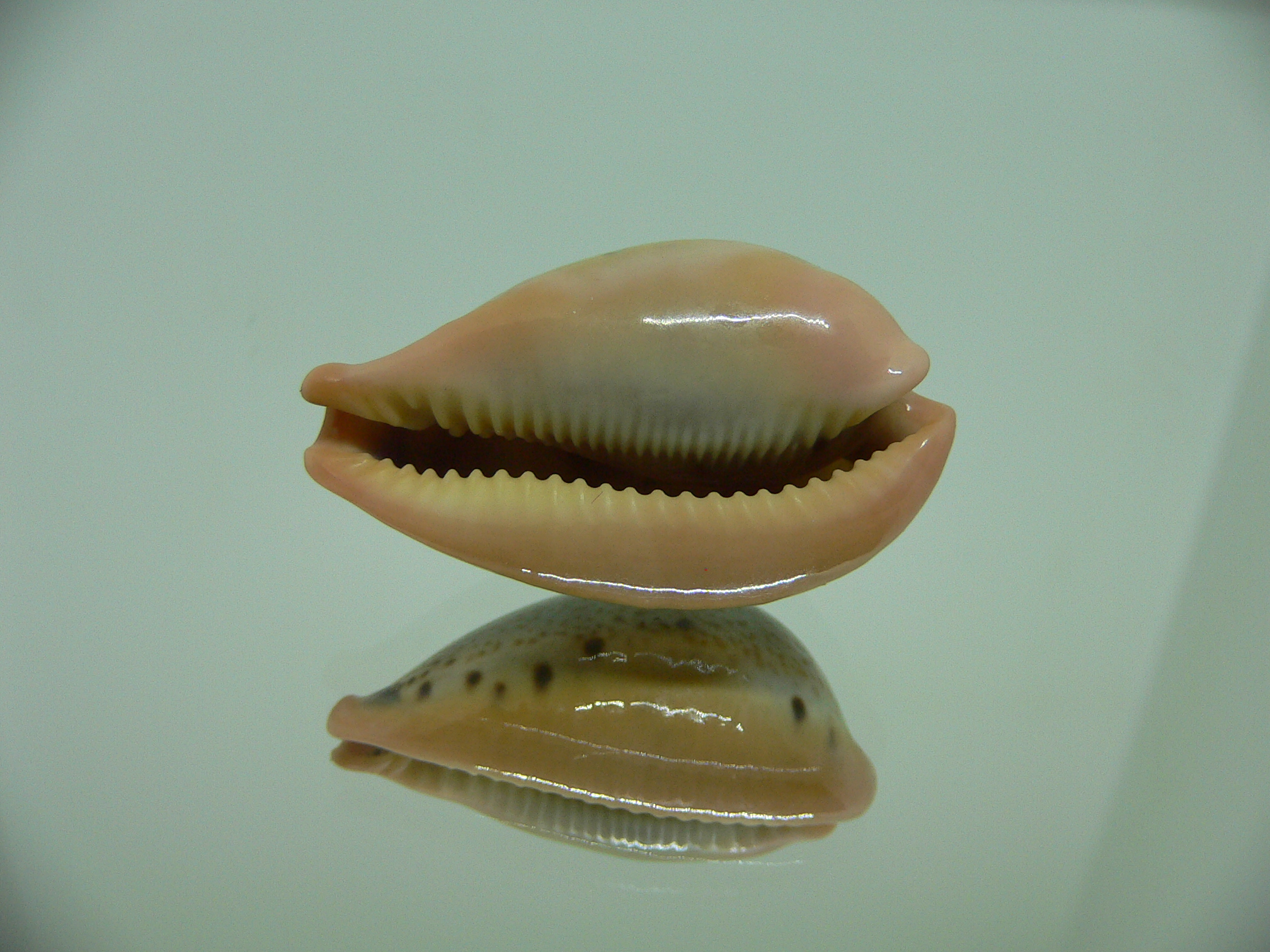 Cypraea hungerfordi hungerfordi SUPER DARK