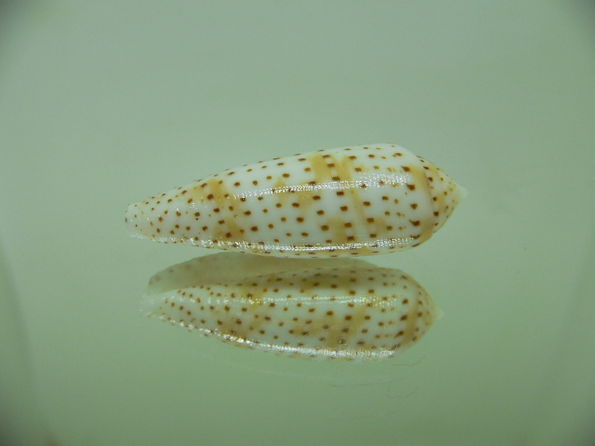 Conus nussatella BEAUTIFUL