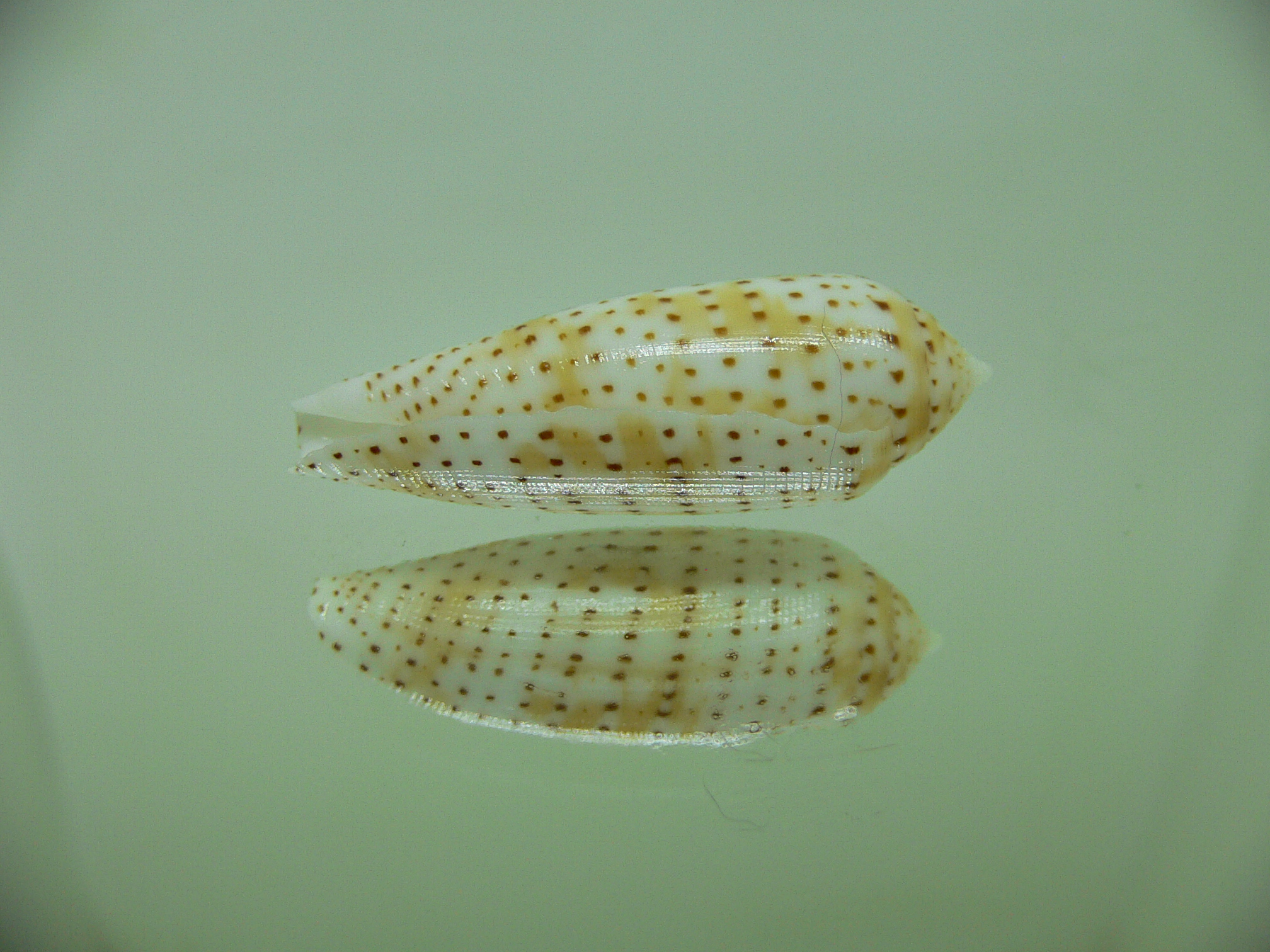 Conus nussatella BEAUTIFUL