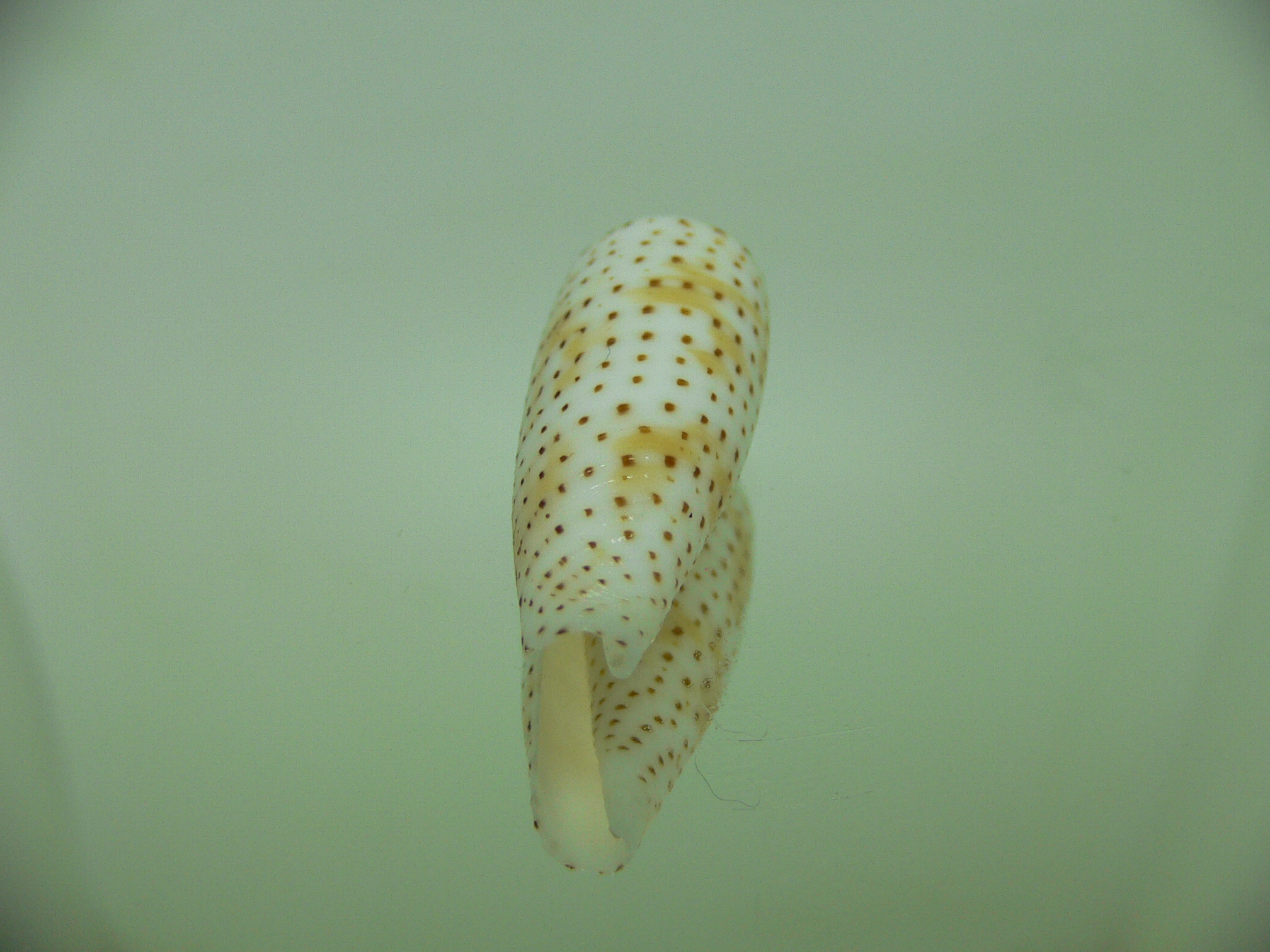 Conus nussatella BEAUTIFUL