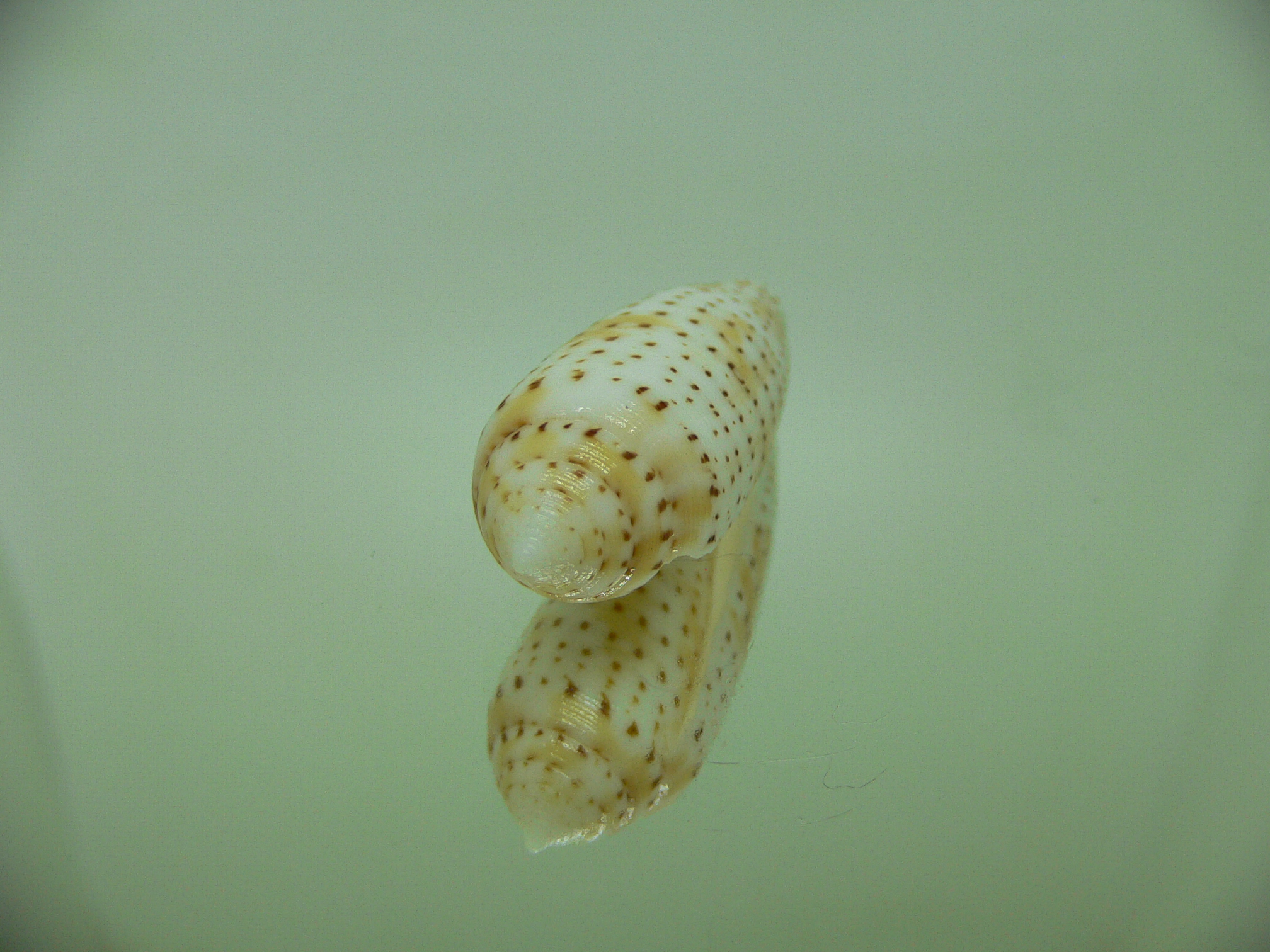 Conus nussatella BEAUTIFUL